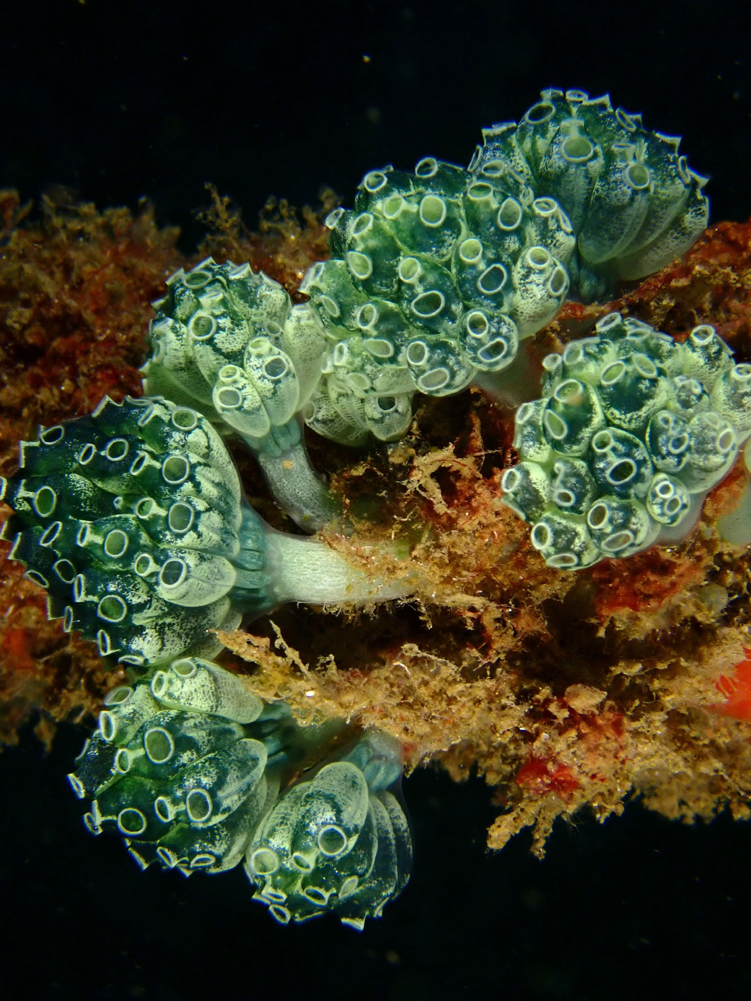 Ascidie pédonculée bleue Nephtheis fascicularis