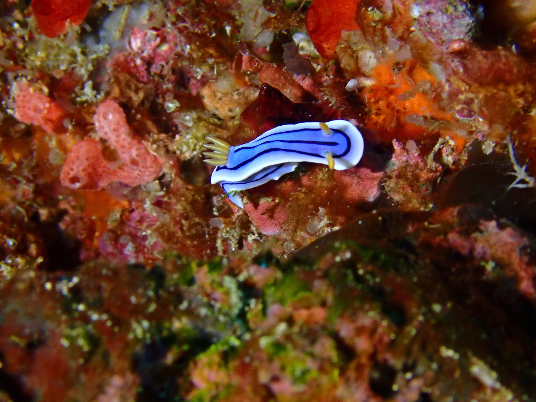 Chromodoris d'Elisabeth Chromodoris elisabethina