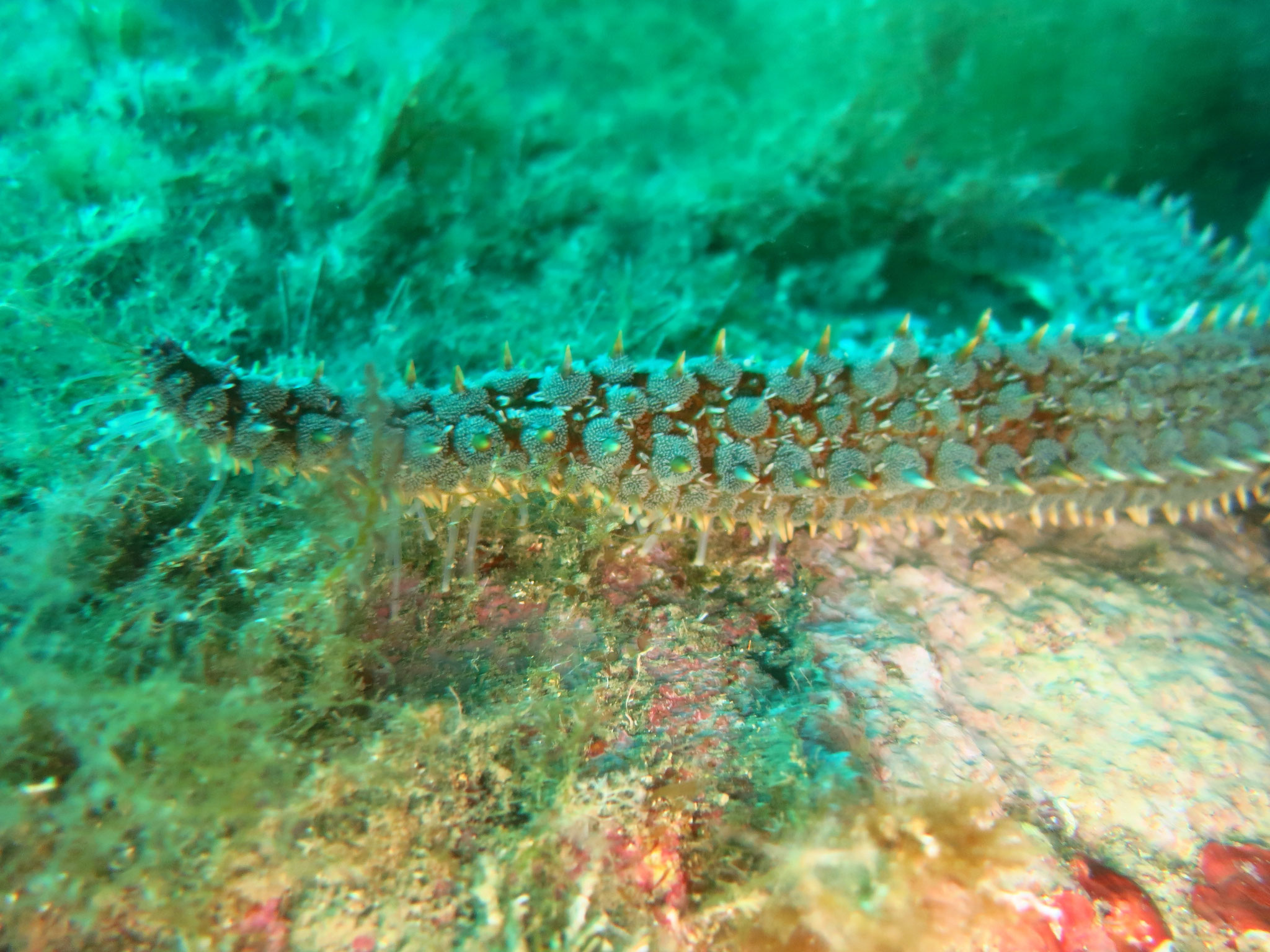 étoile de mer glaciaire bras podia (Marthasterias glacialis)