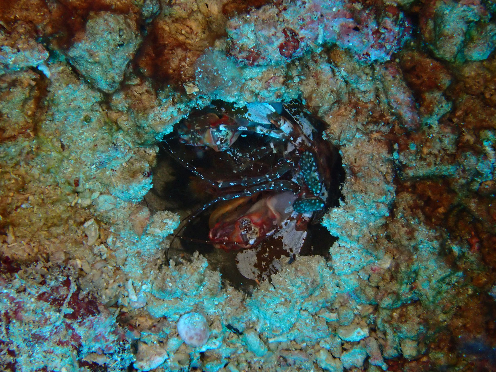 Squille maculée Lysiosquilla maculata