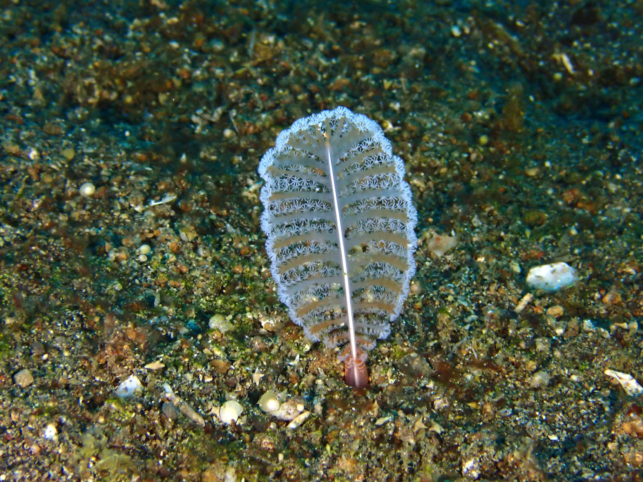 Virgularia Sp.