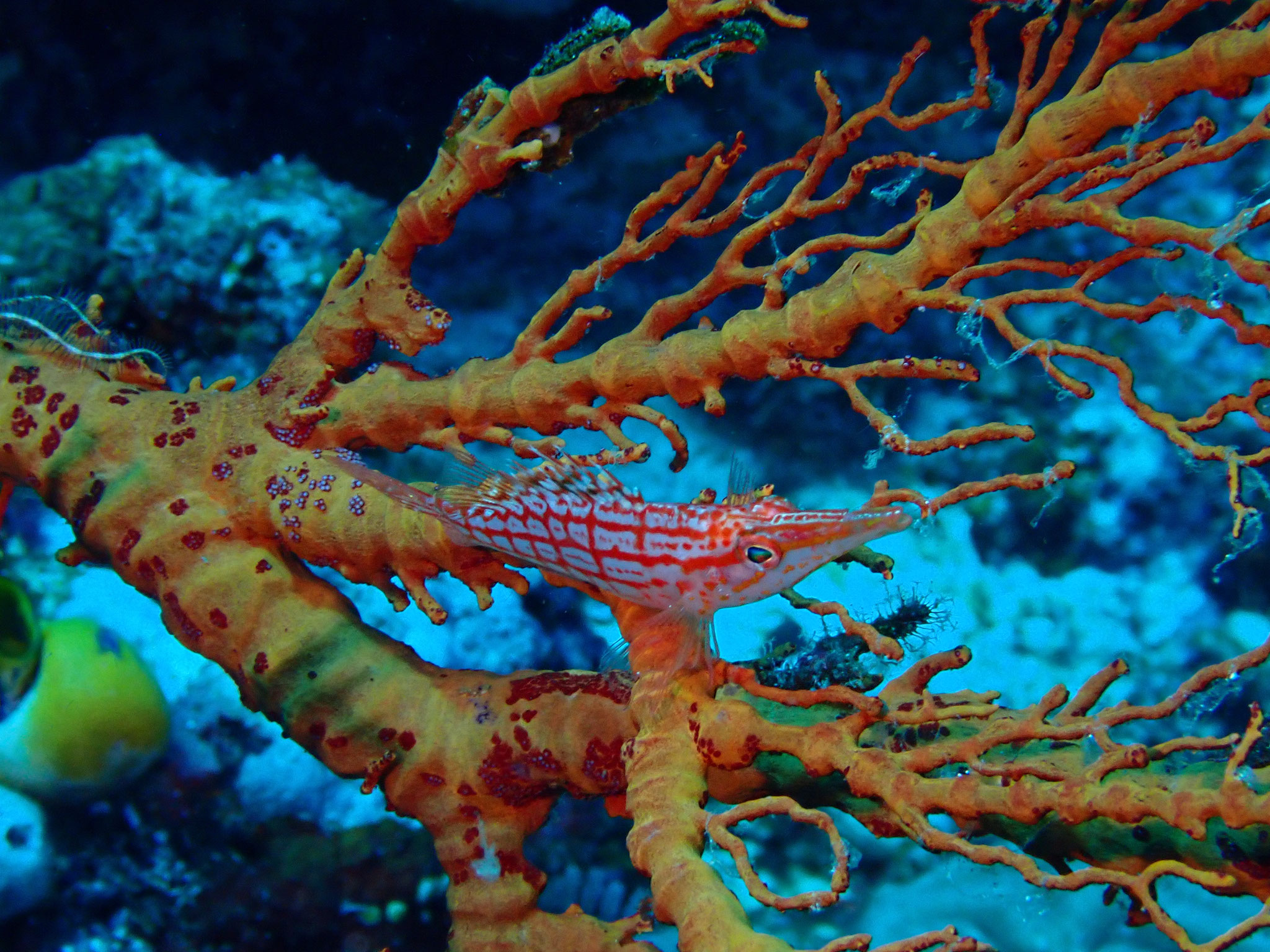 Poisson épervier à long bec Oxycirrhites typus