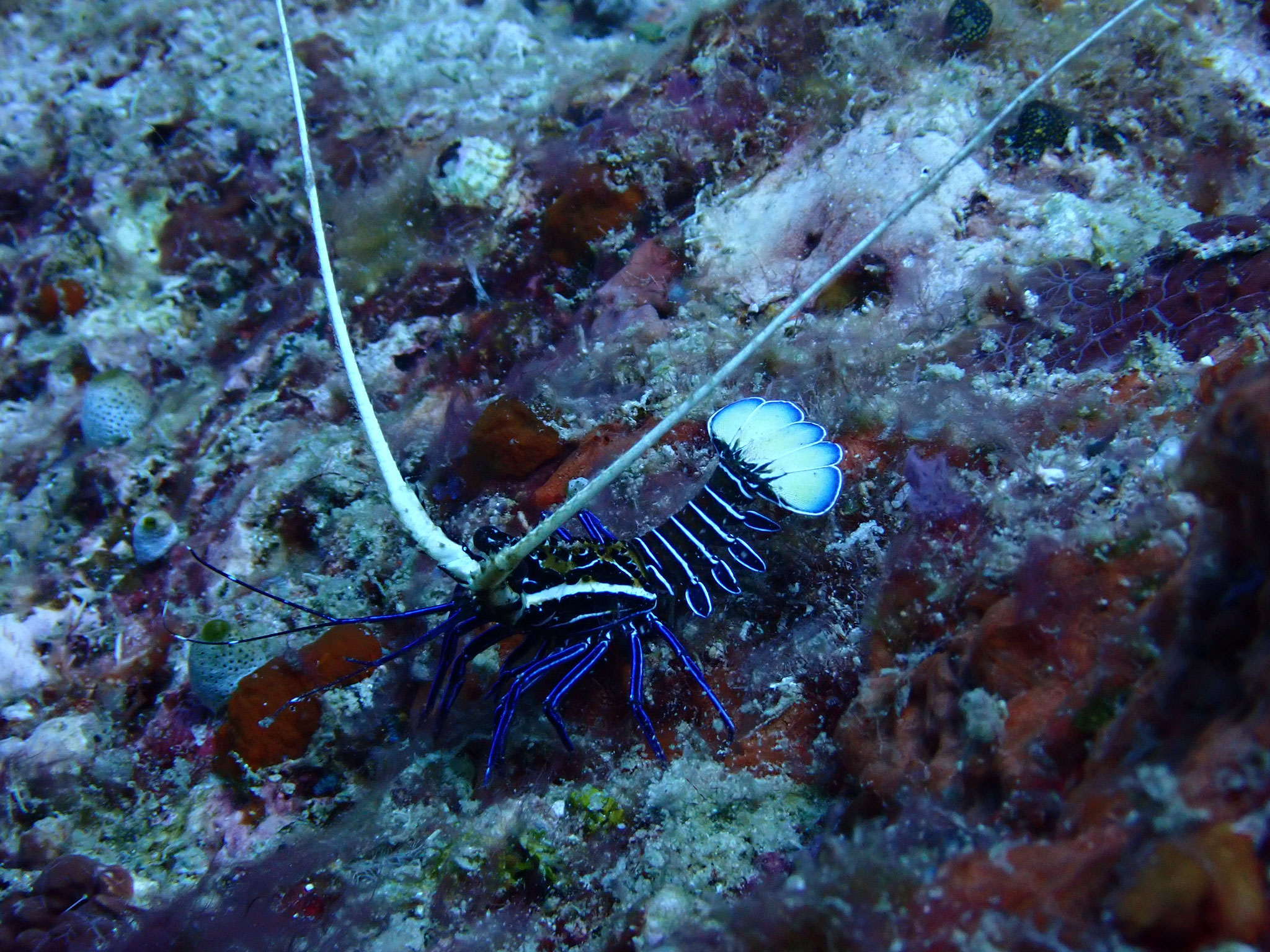 Langouste peinte Juvénile Panulirus versicolor