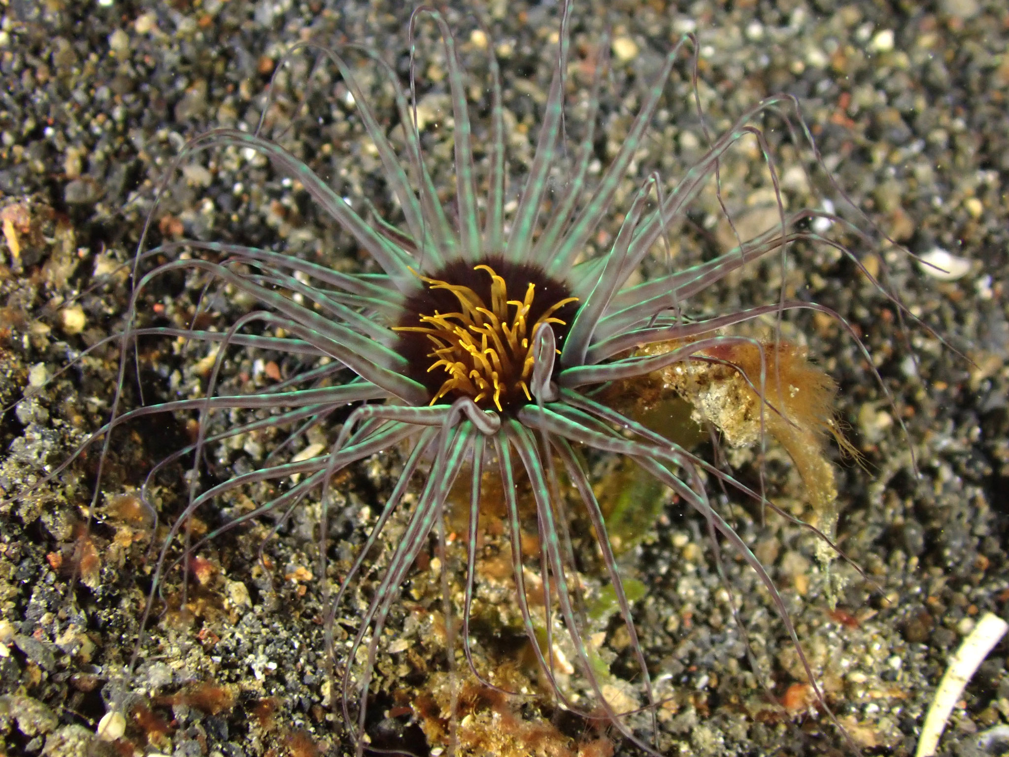 Grand cérianthe