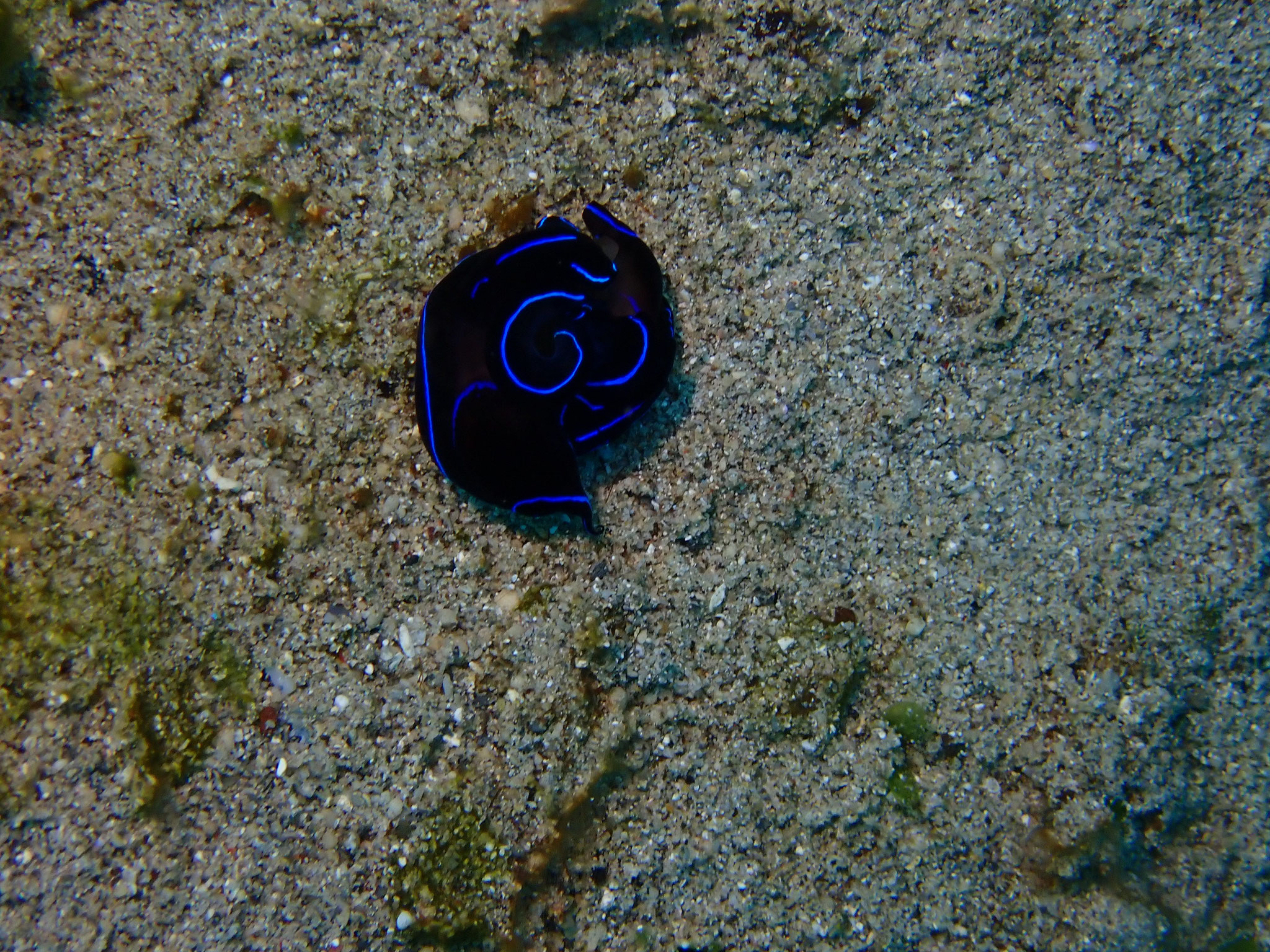 Chélinodure variable Chelinodura varians - accouplement