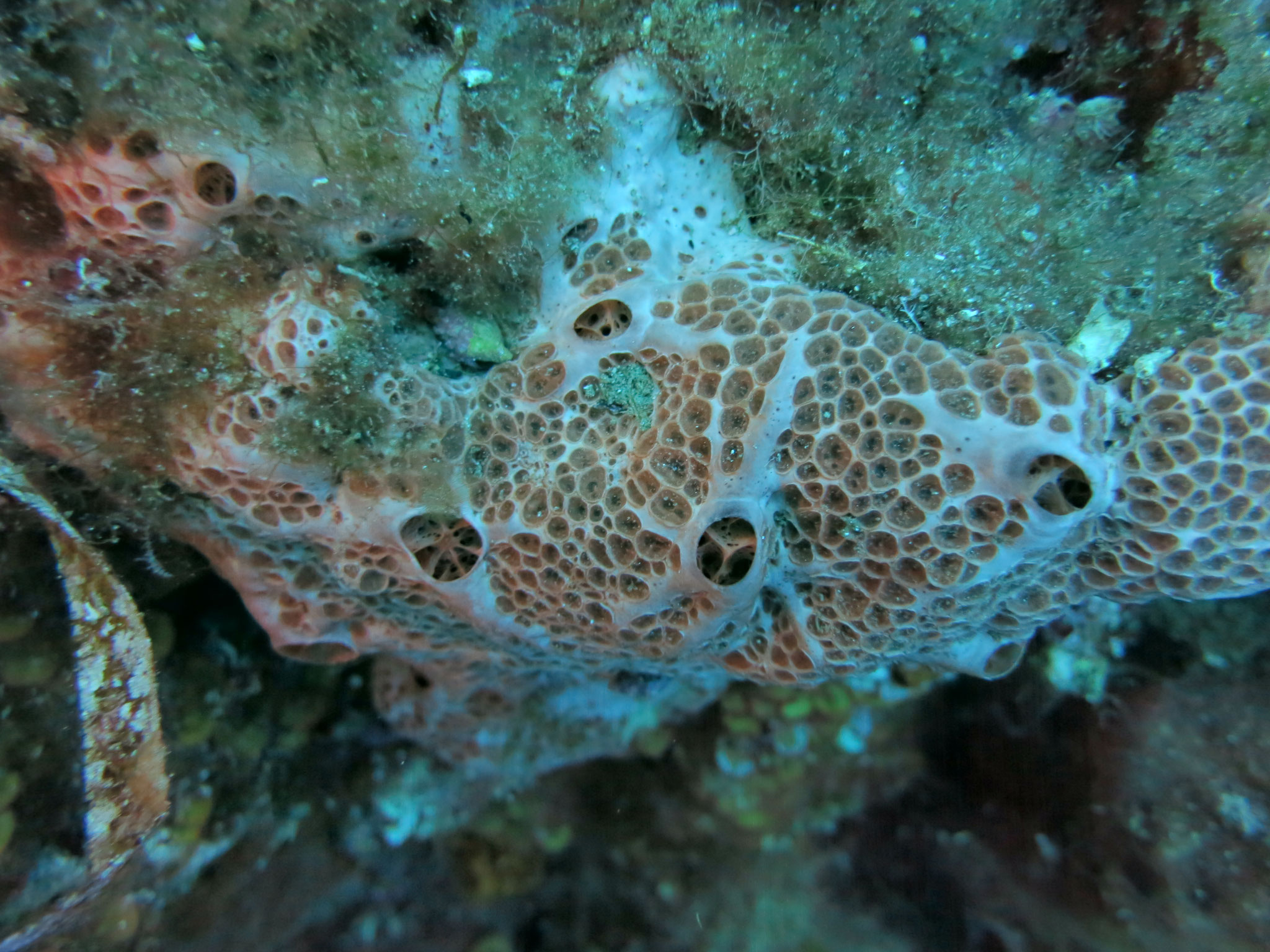Eponge à cratères Hemimycale columella