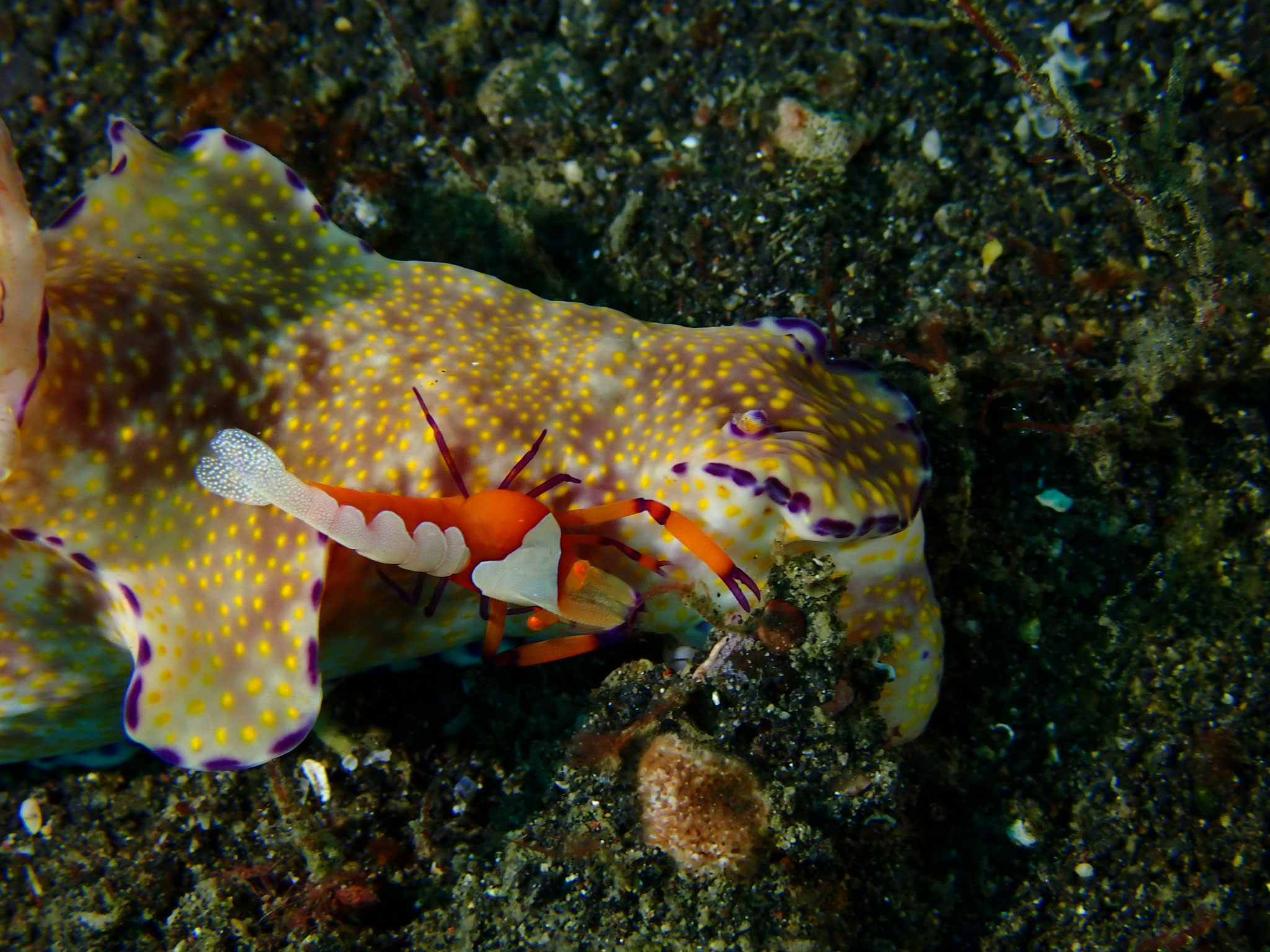 Crevette nettoyeuse impériale Zenopontonia rex