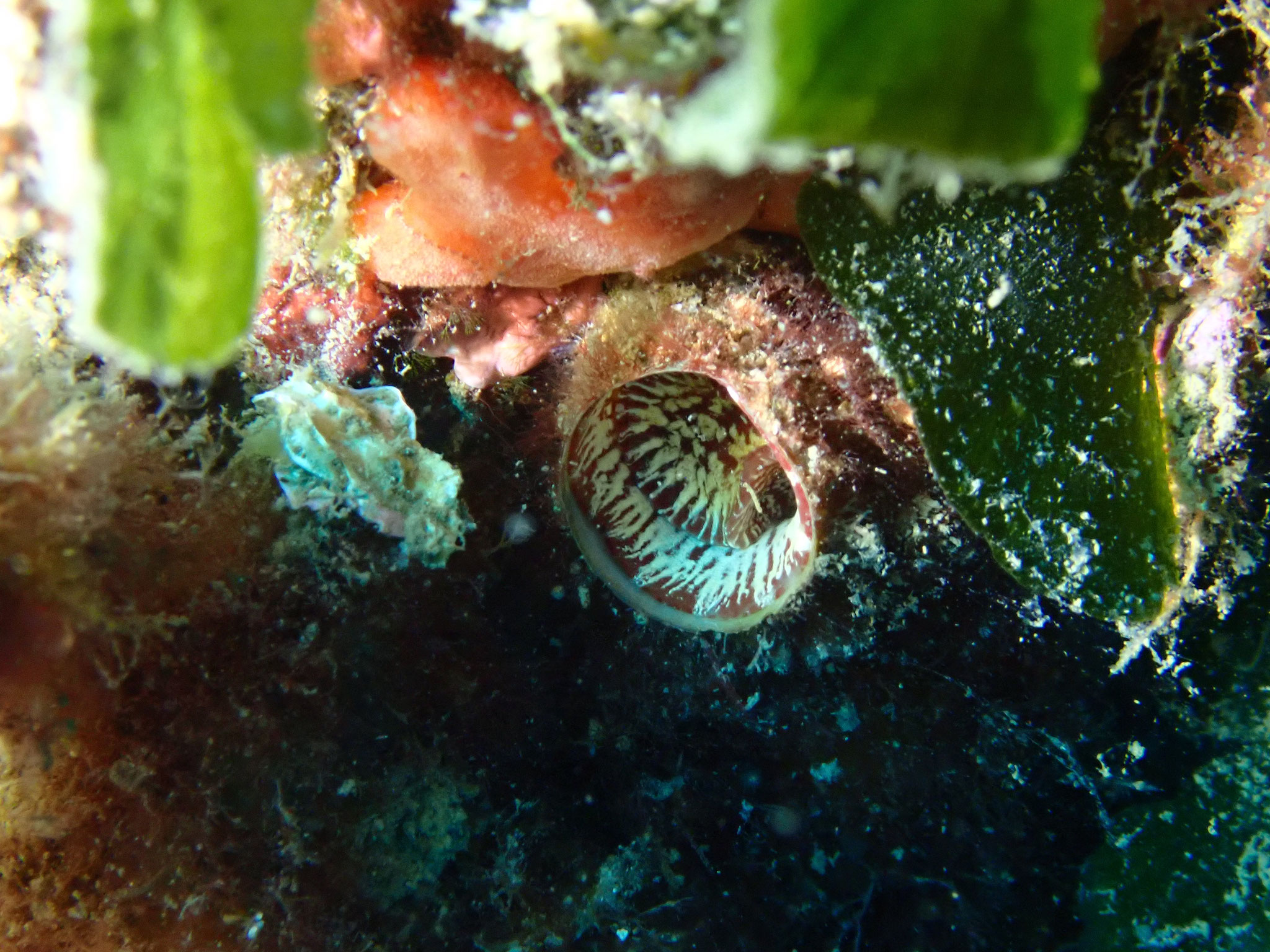 Grand vermet Thylacodes arenarius