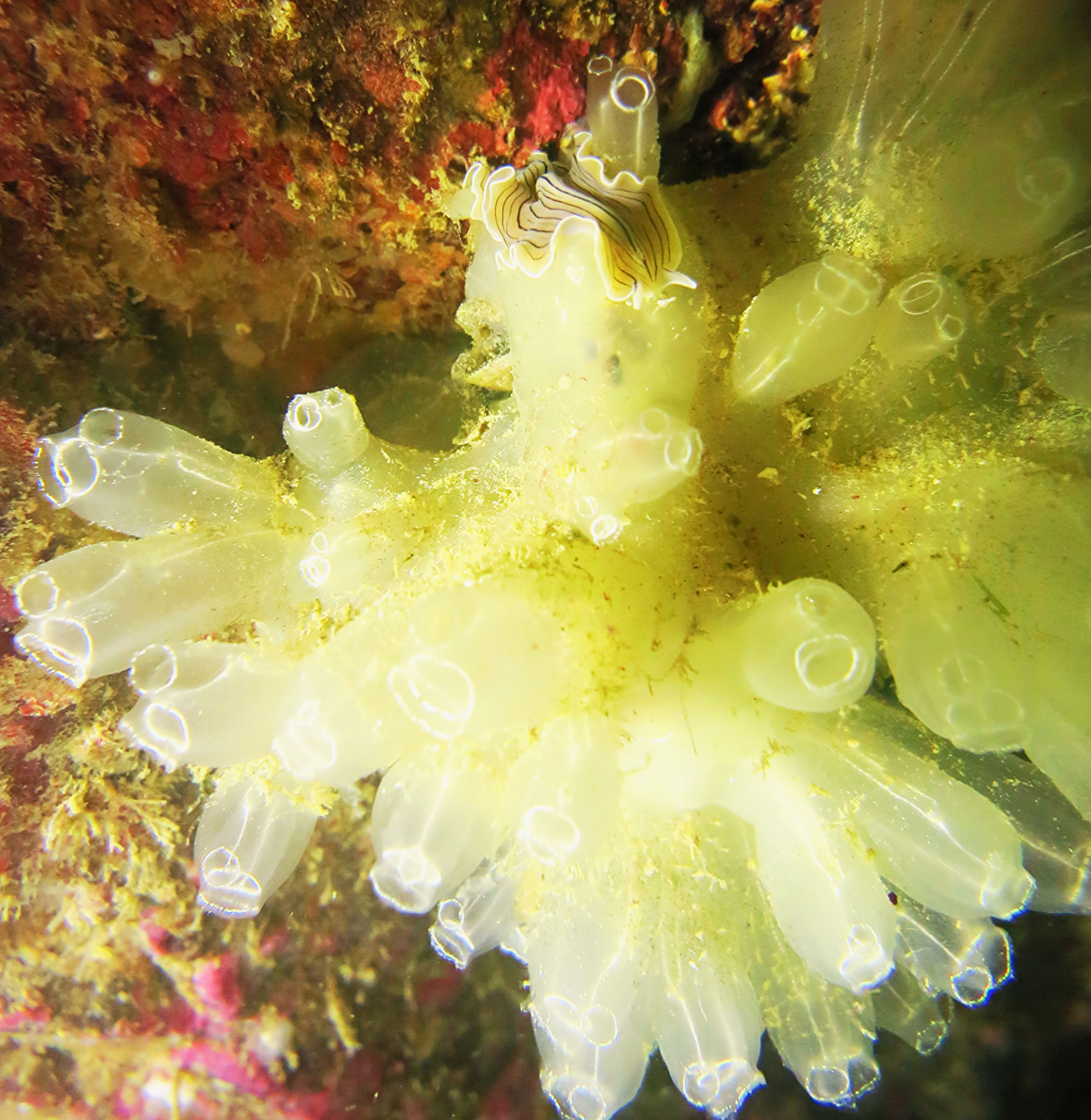 Planaire blanche Prostheceraeus vittatus sur une Diazone Diazona violacea