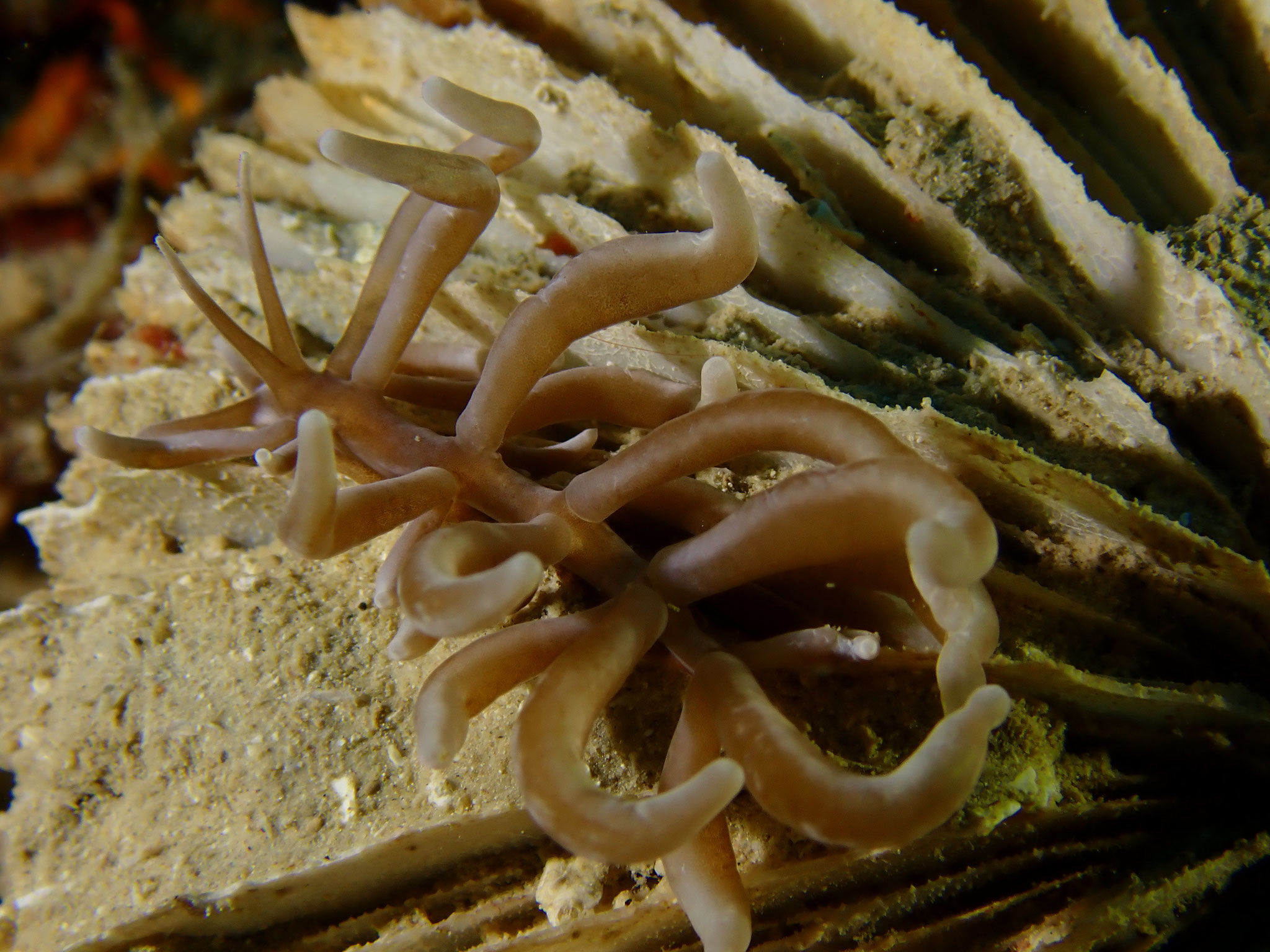 Phyllodesmium briareum
