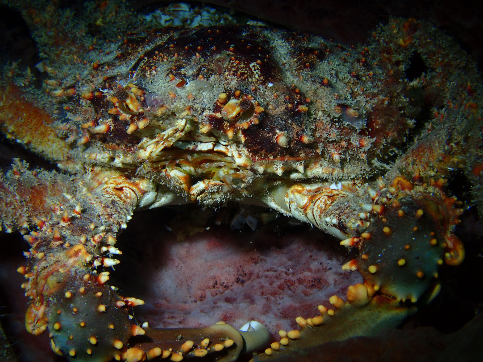 Araignée de mer verruqueuse Maguimithrax spinosissimus 