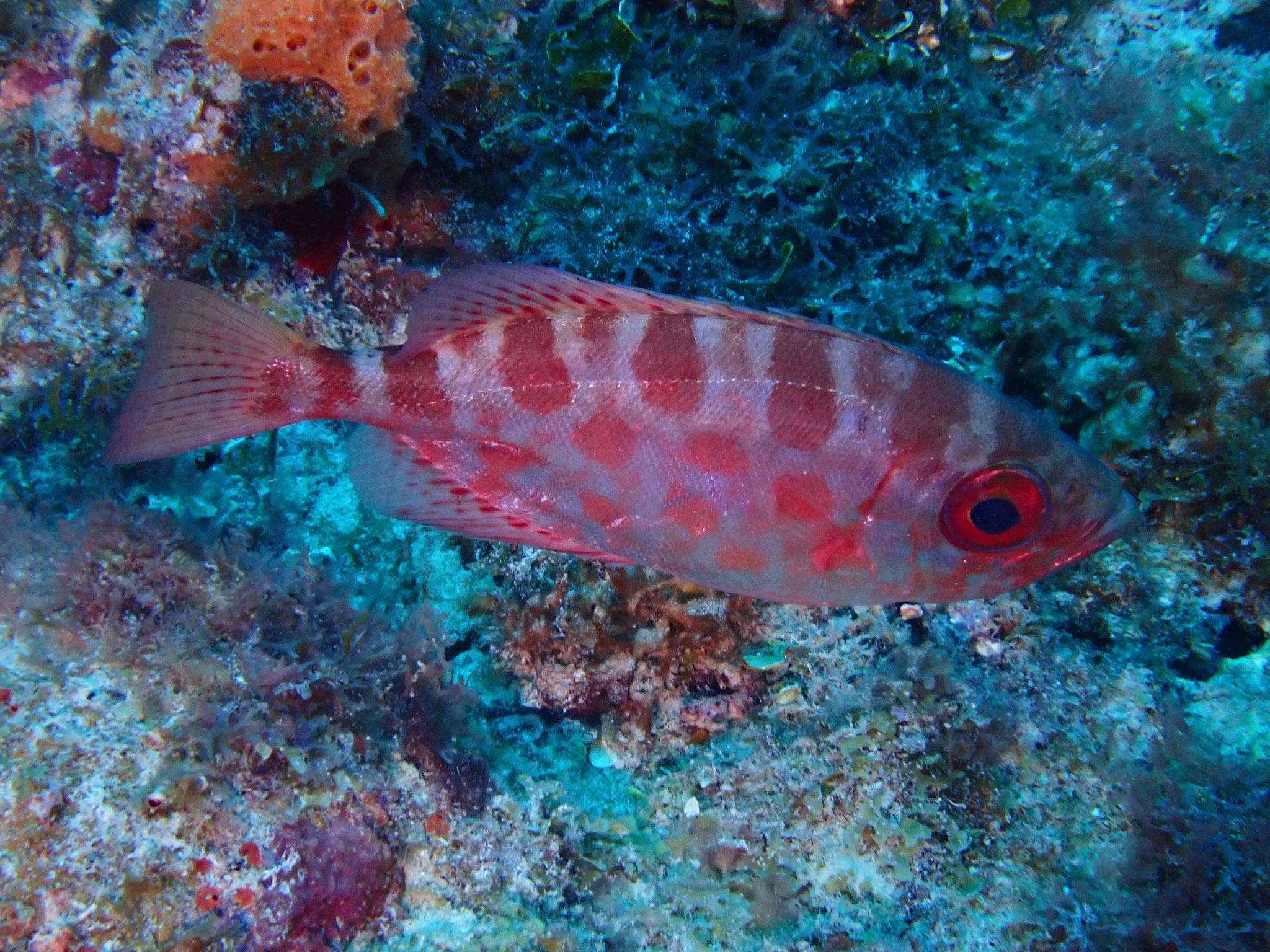 Soleil Heteropriacanthus cruentatus