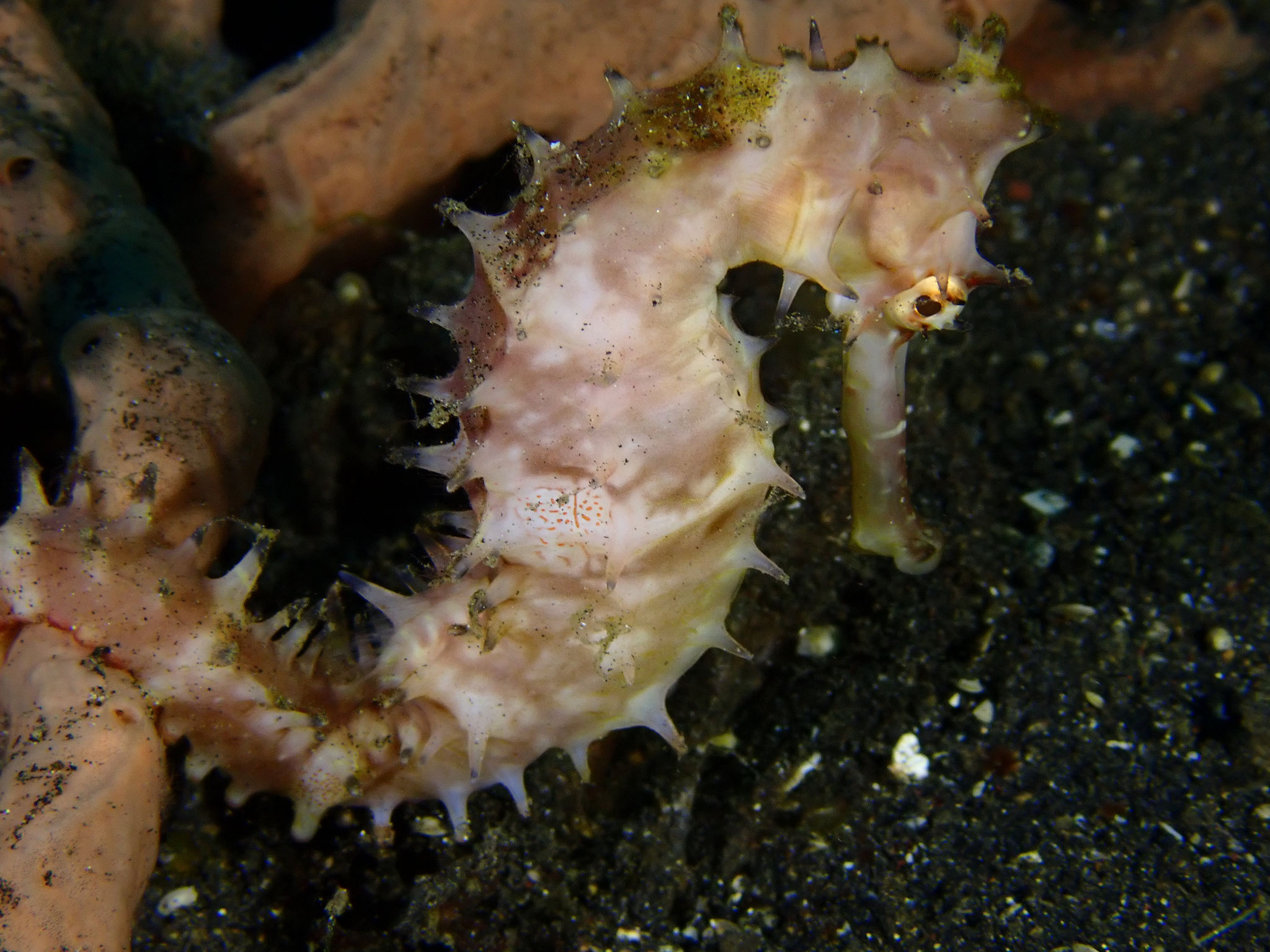Hippocampus hystrix
