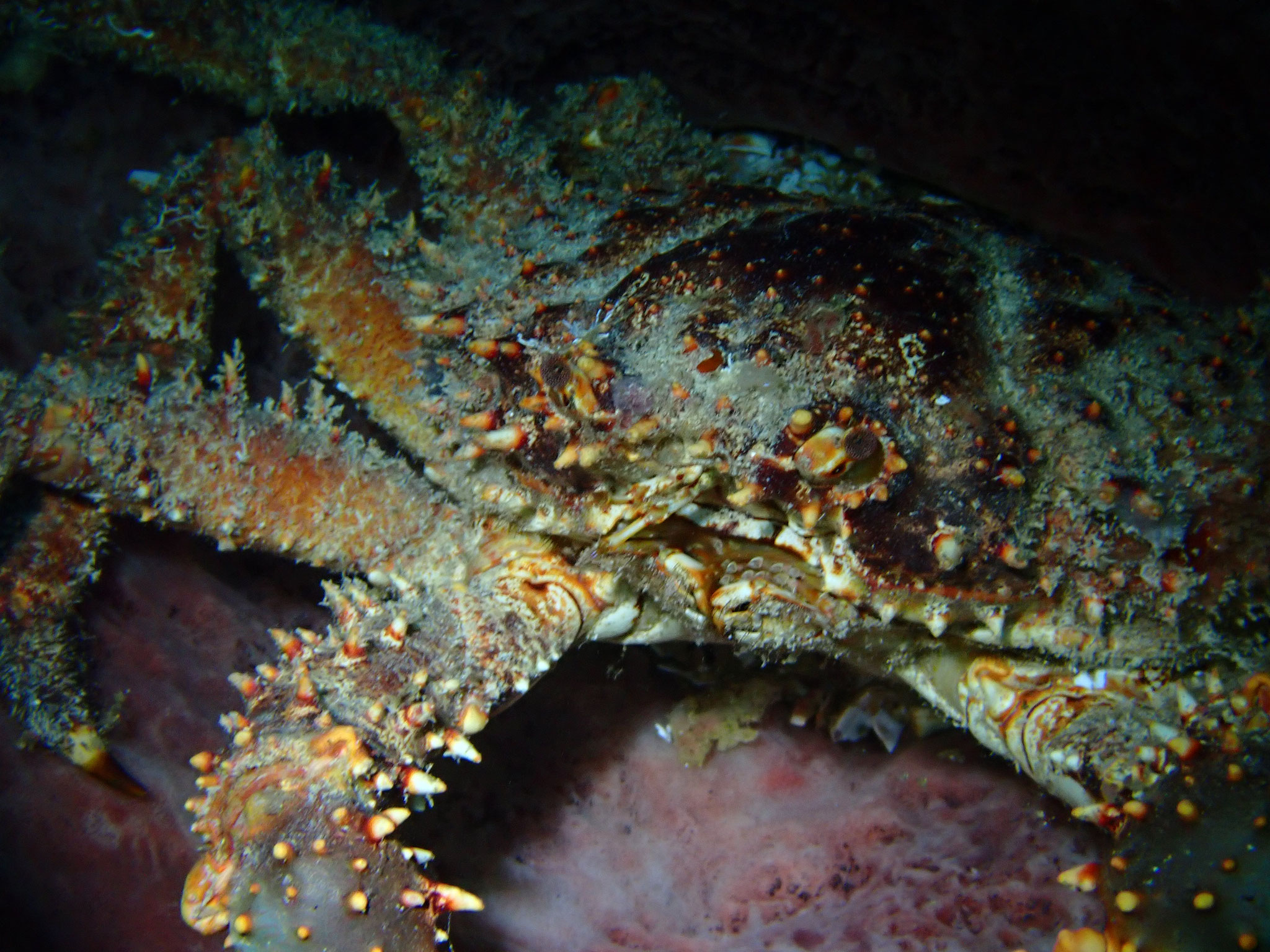 Araignée de mer verruqueuse Maguimithrax spinosissimus 