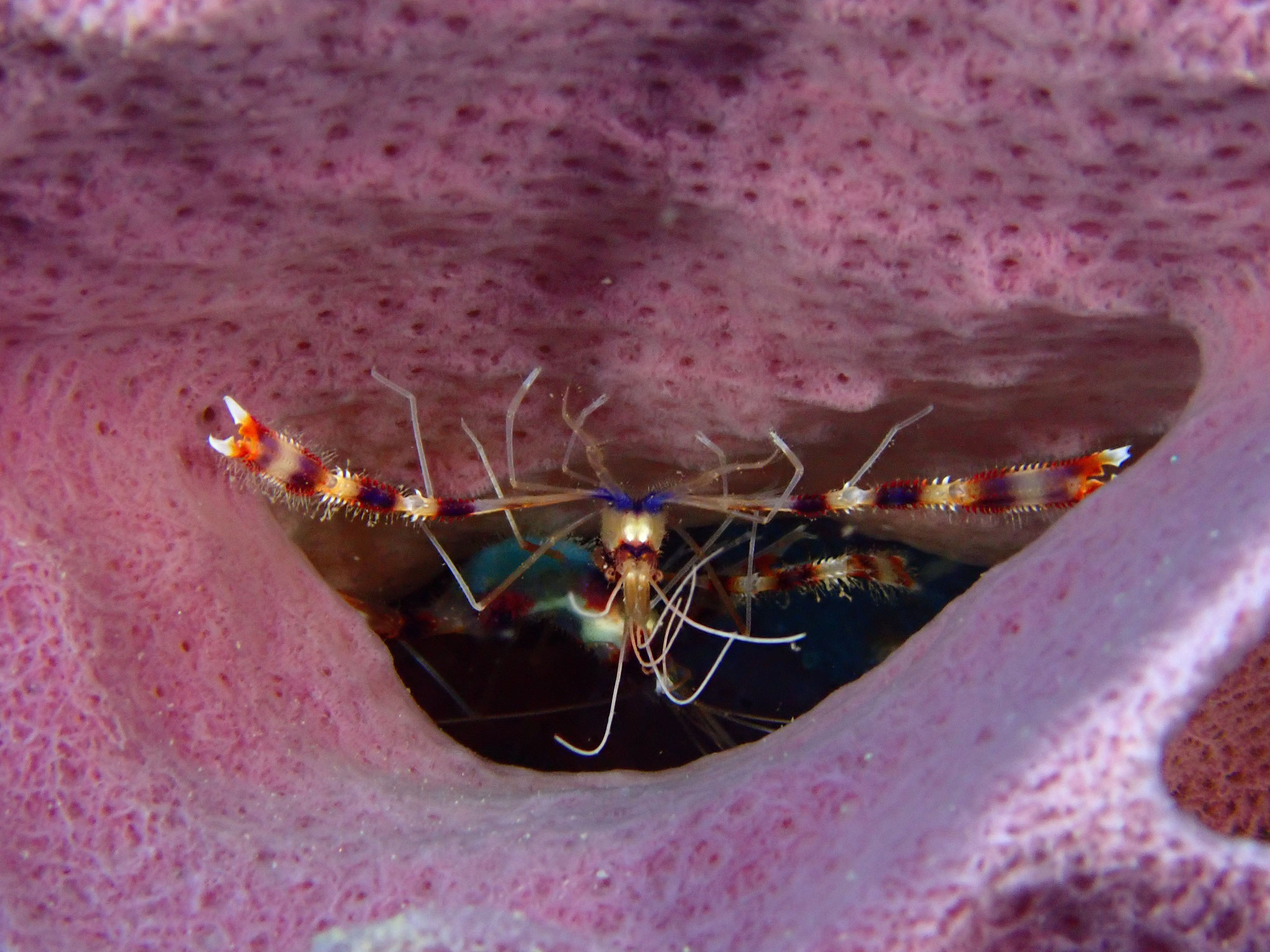 Grande crevette nettoyeuse Stenopus hispidus