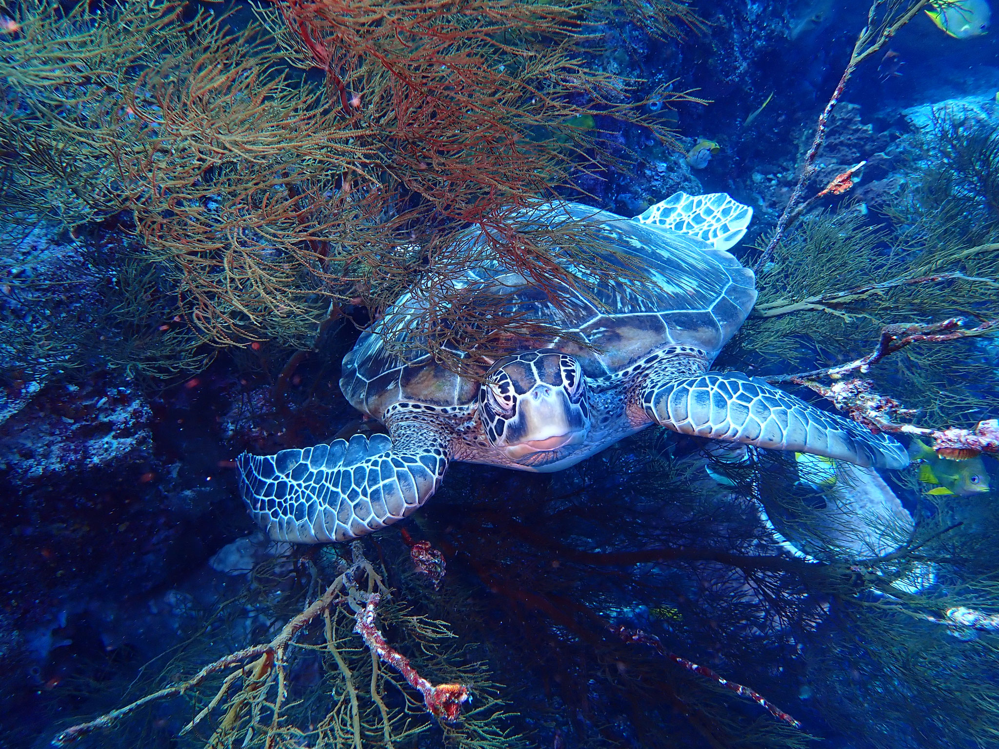 Tortue verte Chelonia mydas