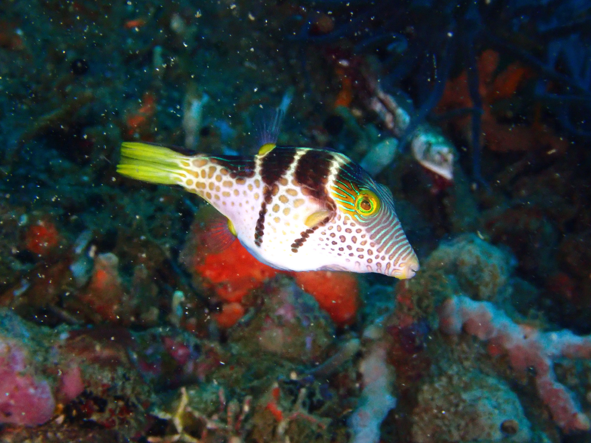 Canthigaster valentini