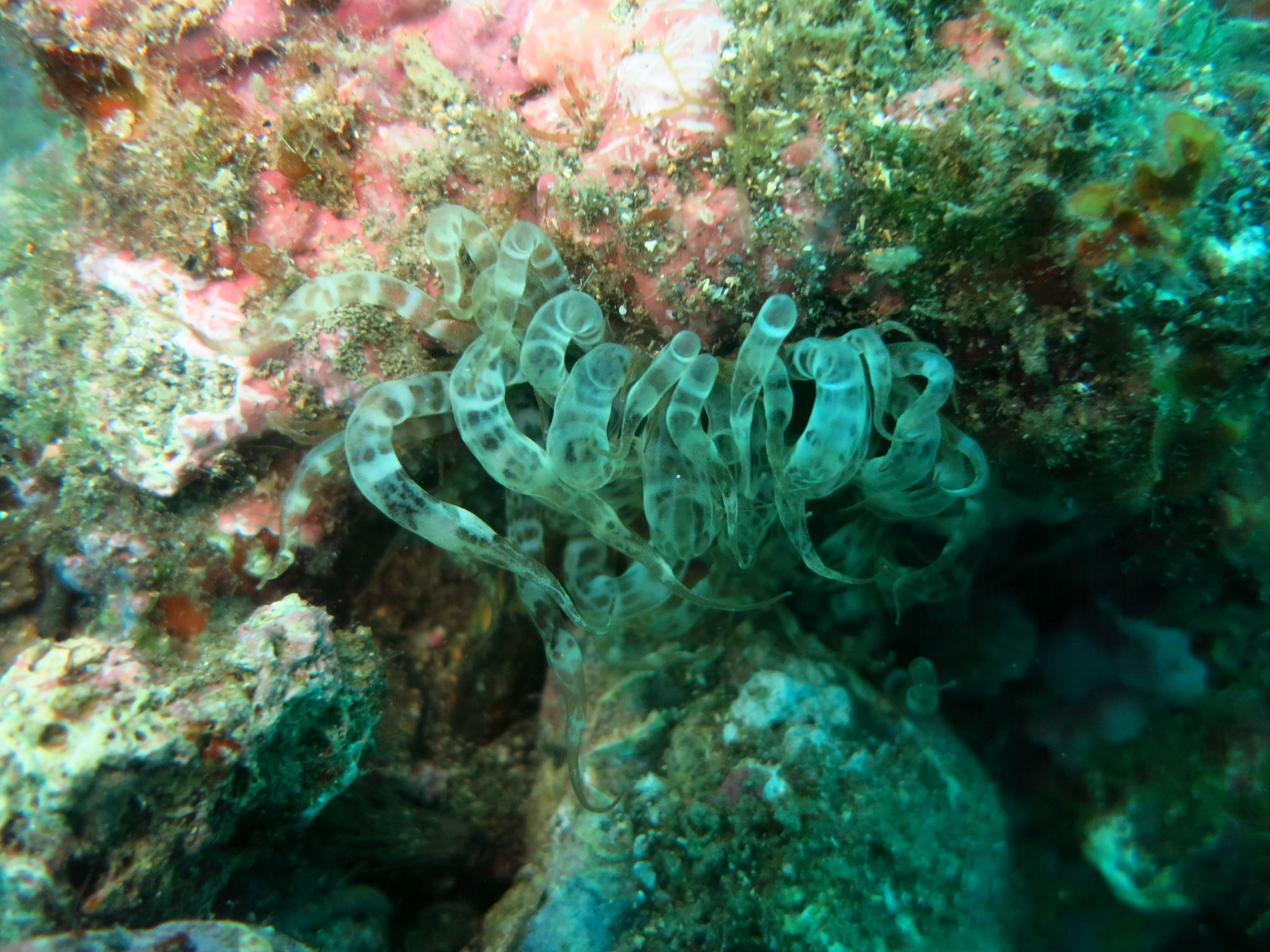 Aiptasie verte Aiptasia mutabilis