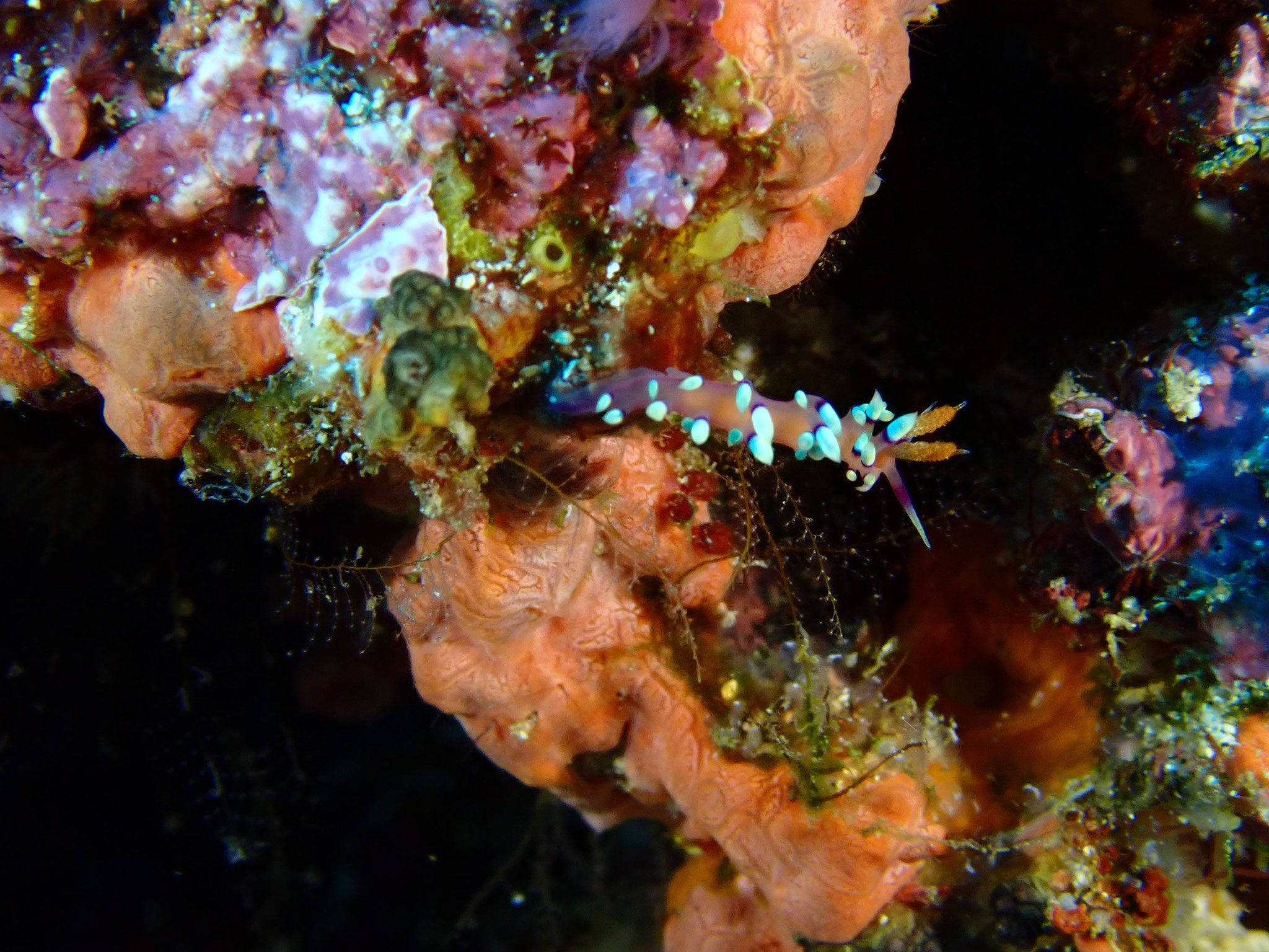 Flabelline de la passion Coryphellina exoptata