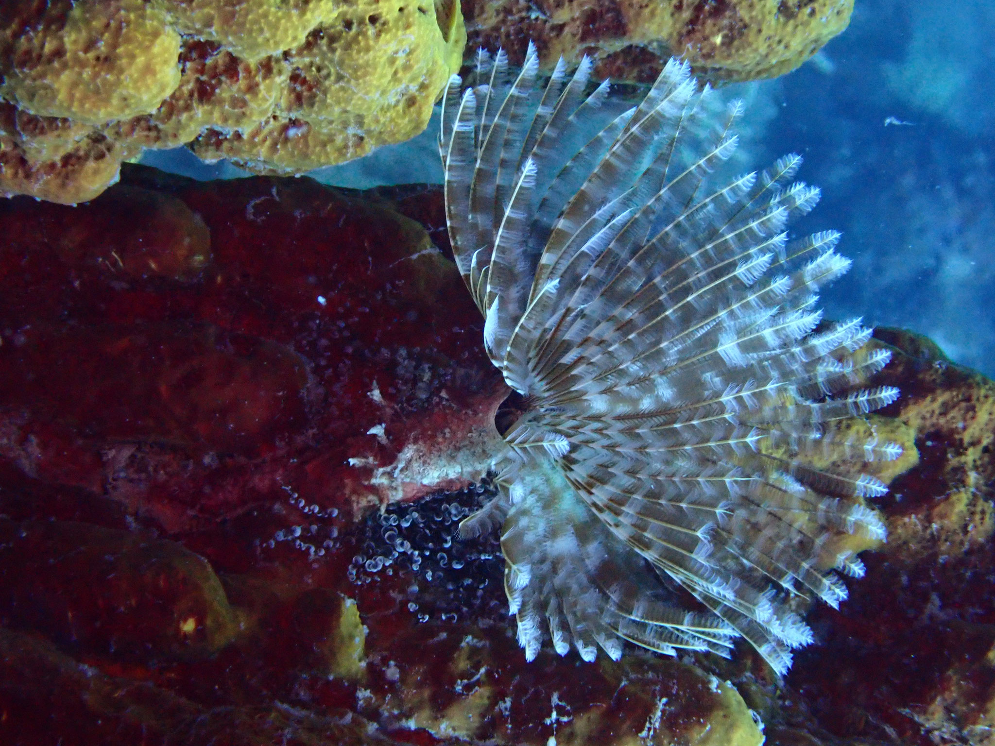 Sabelle Sabella pavonina