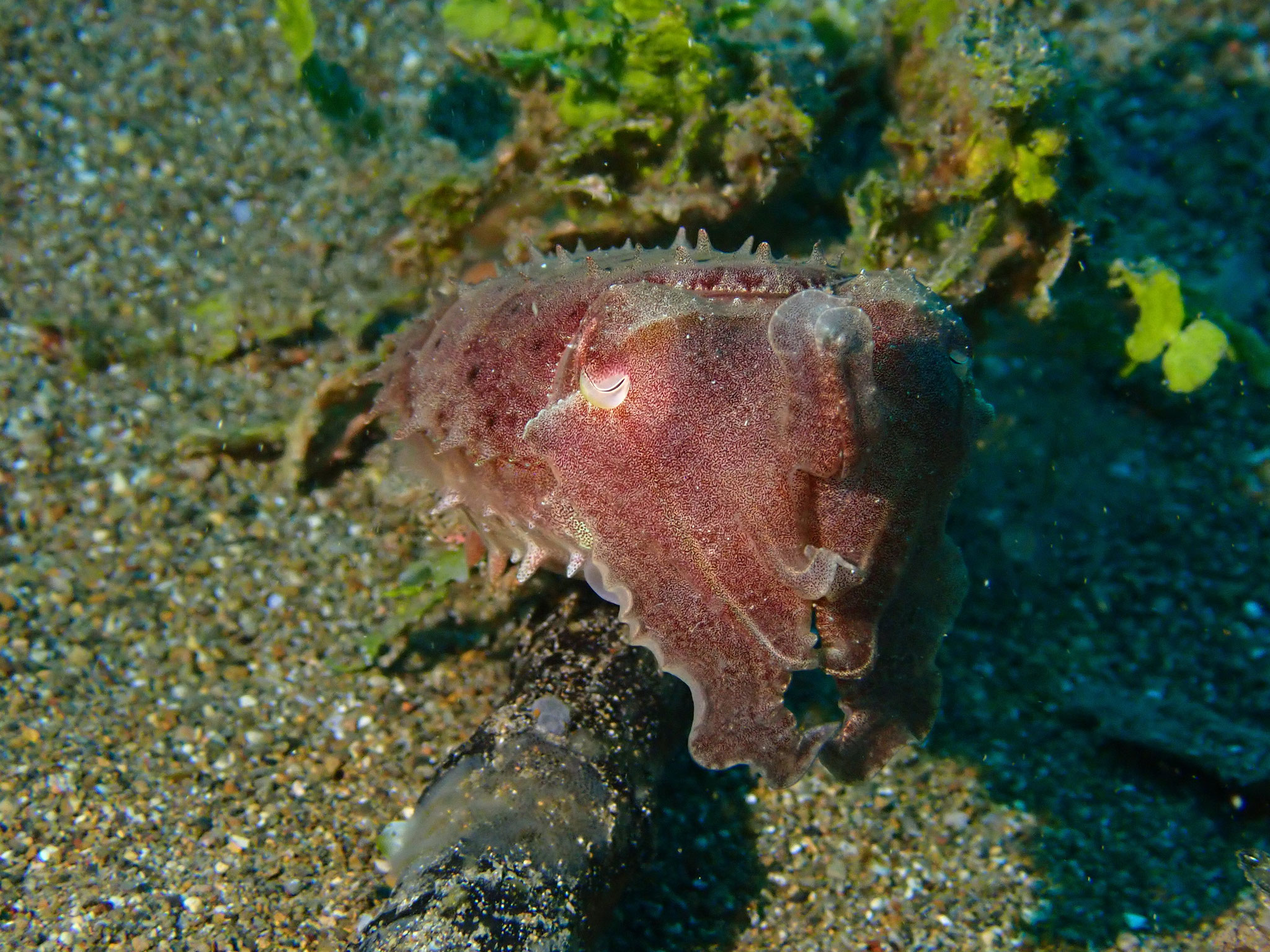 Seiche Sepia sp.