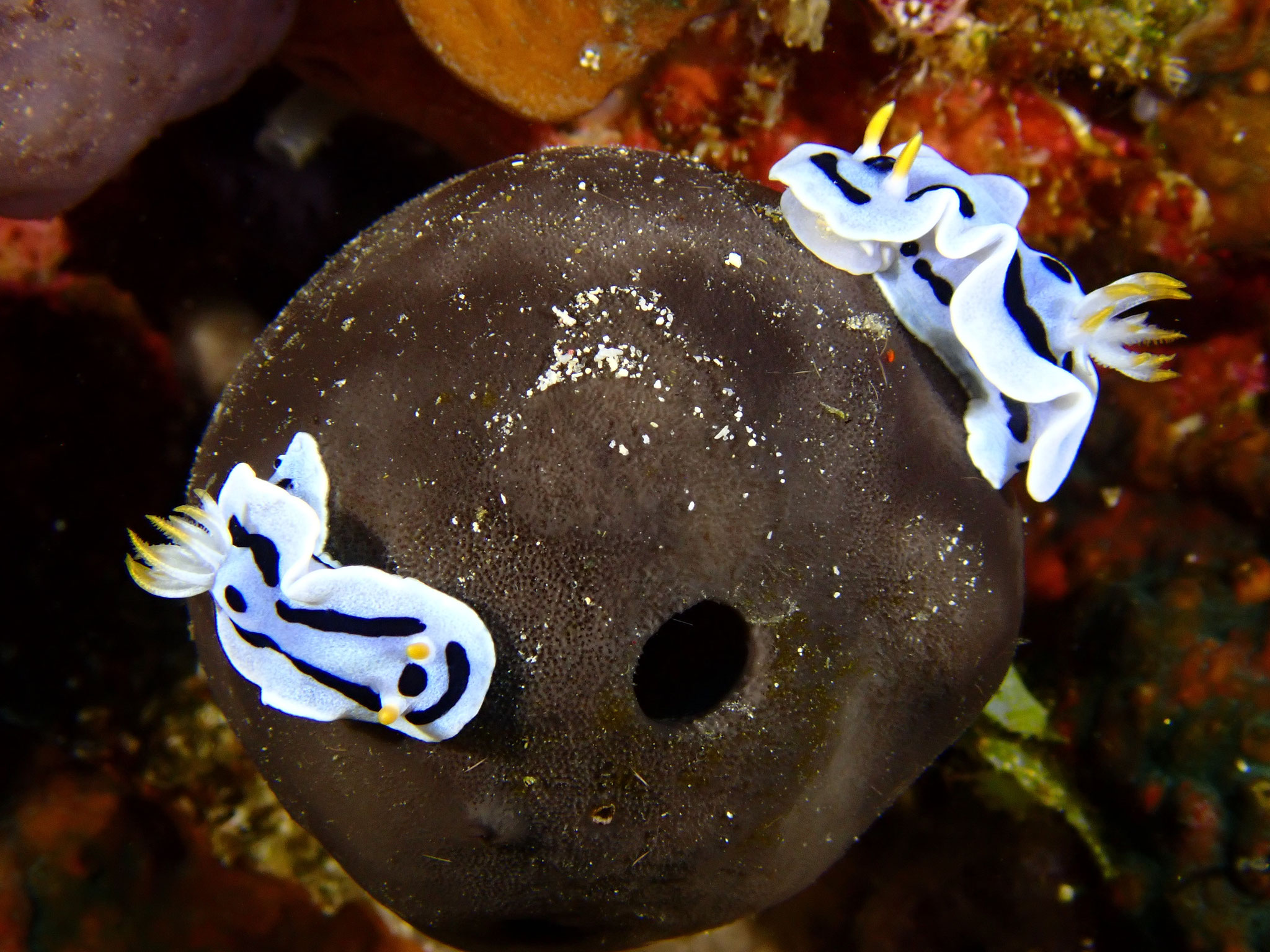Doris de Diane Chromodoris dianae