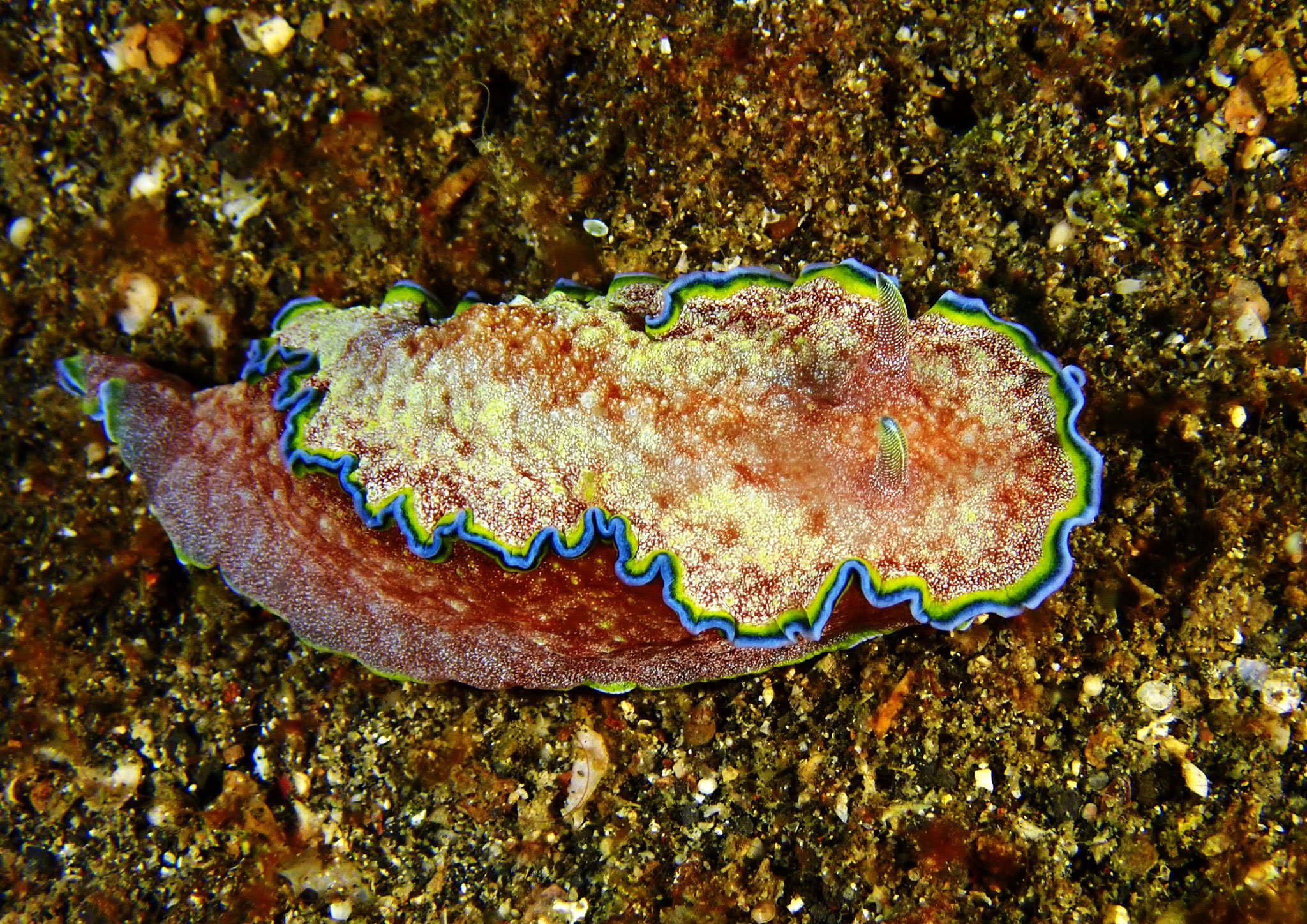 Goniobranchus sp. albopunctatus