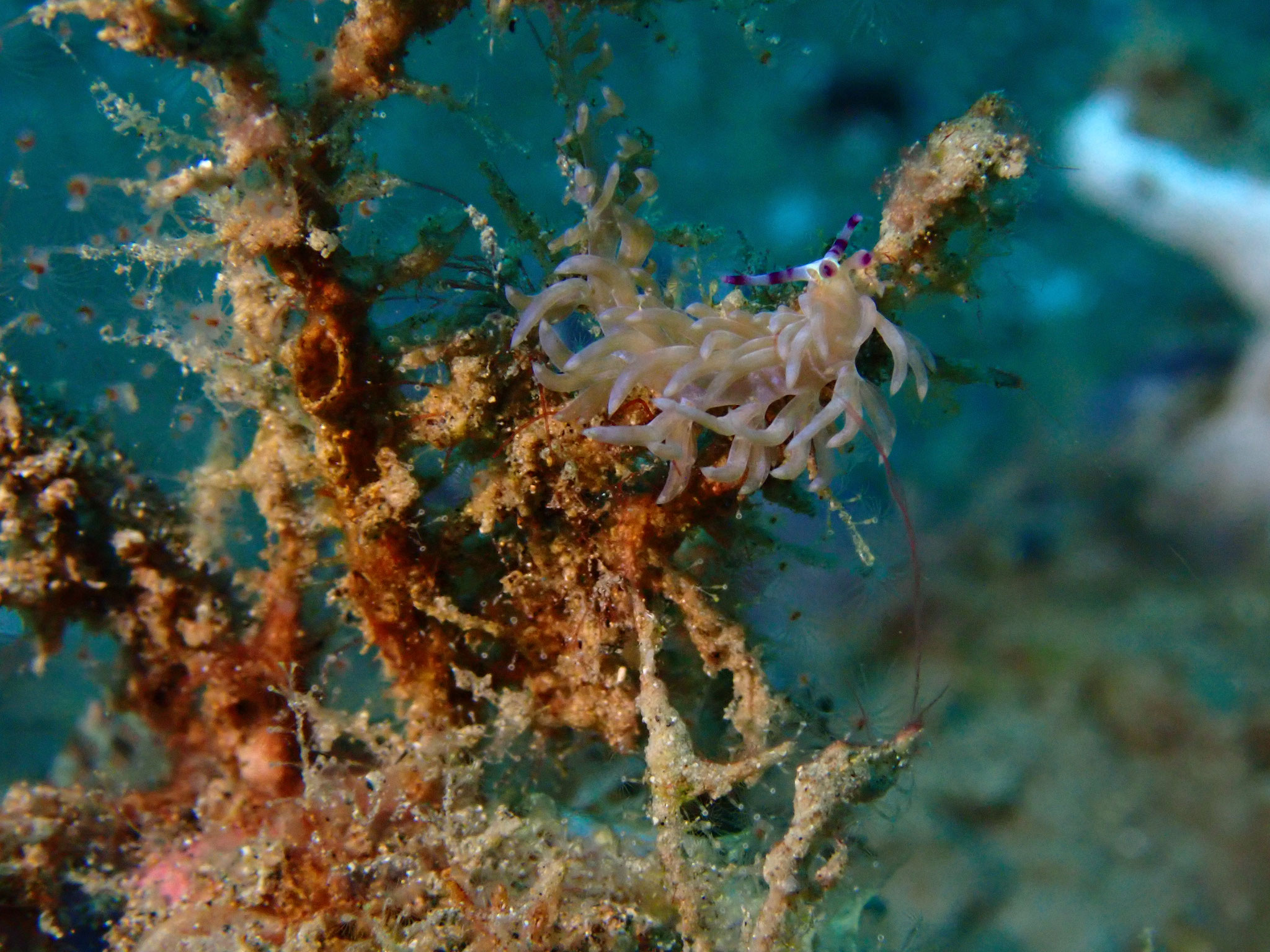 Phyllodesmium sp.