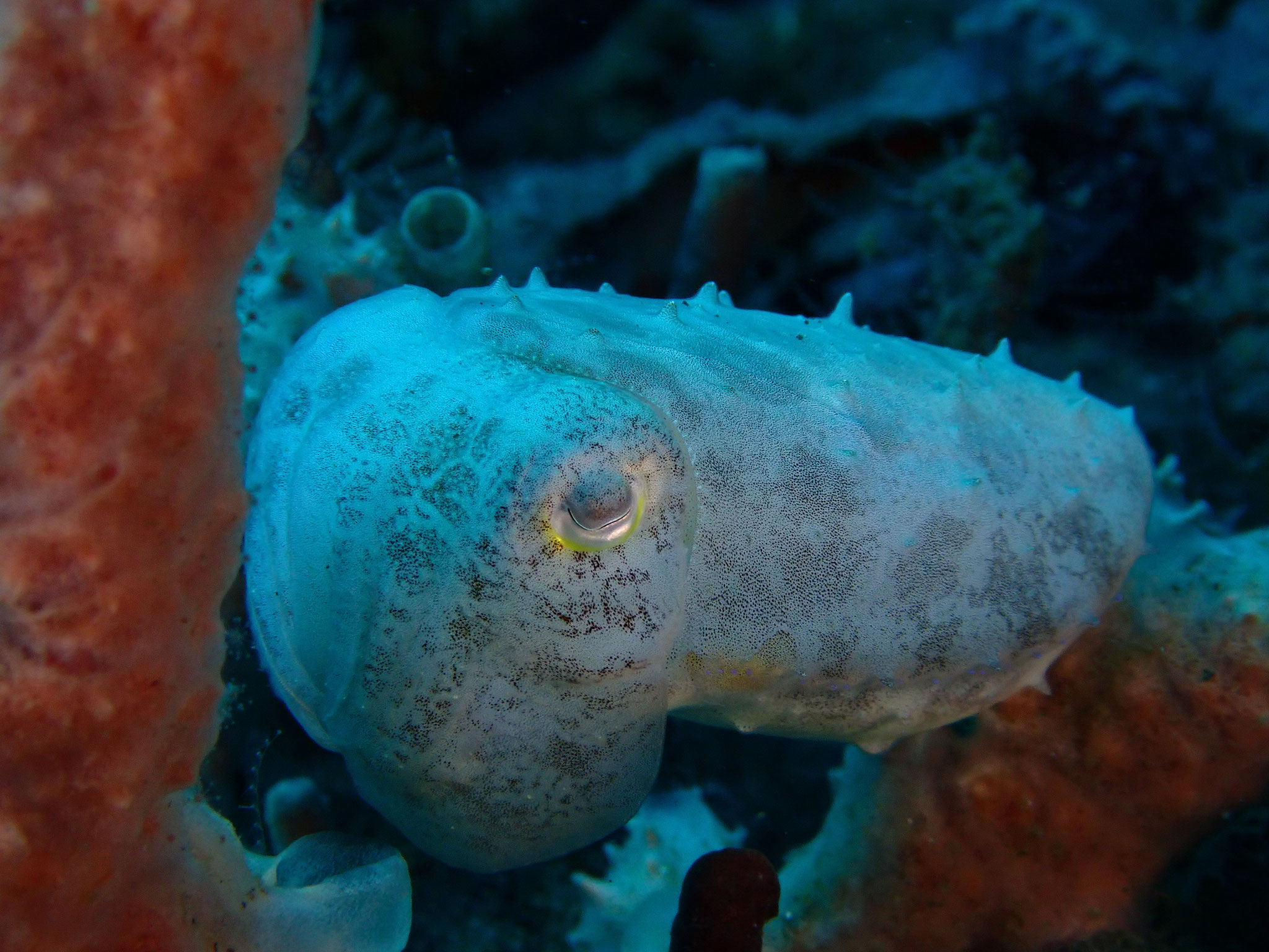 Sepia latimanus