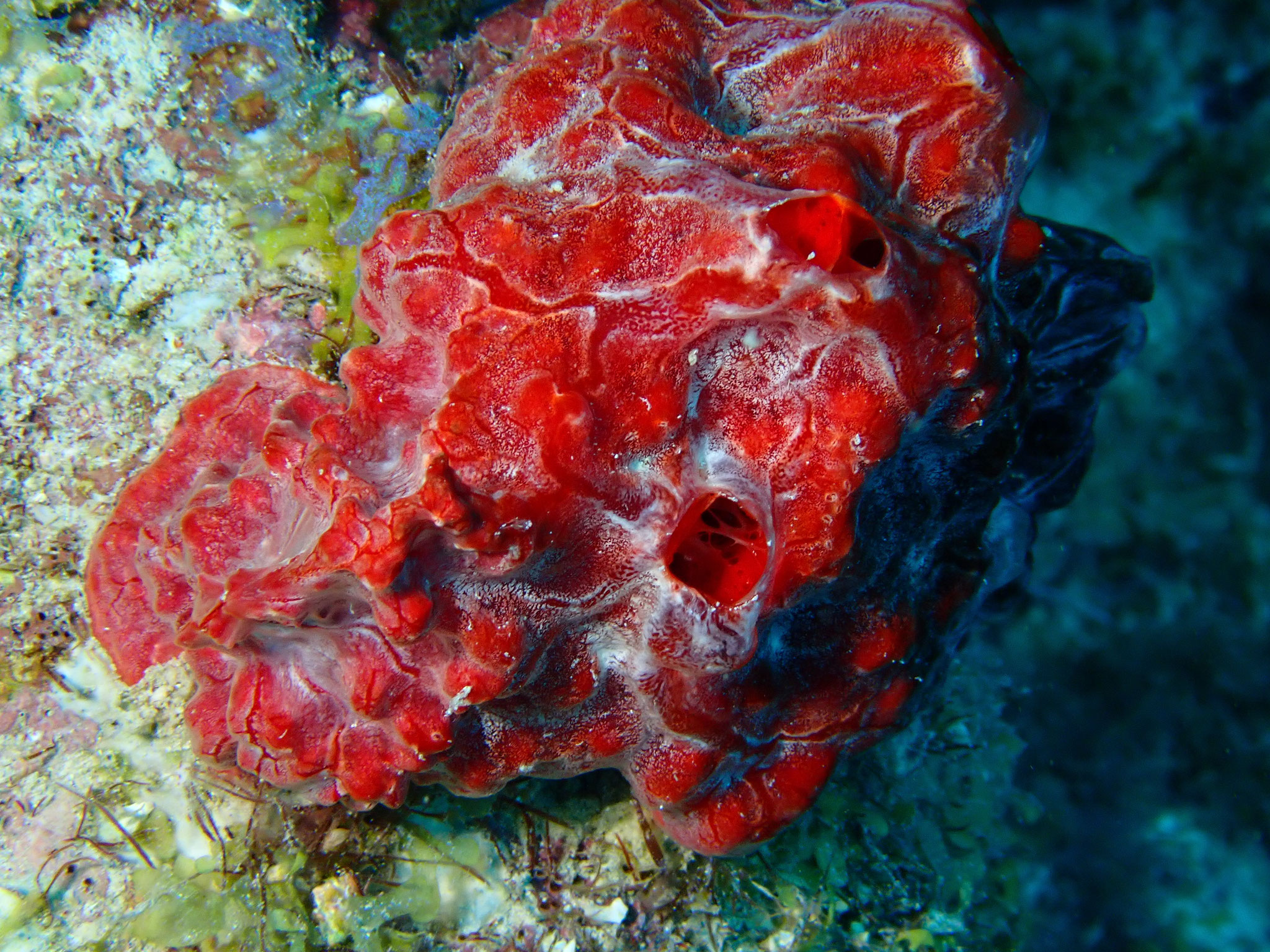 Eponge cerveau rouge Monanchora arbuscula