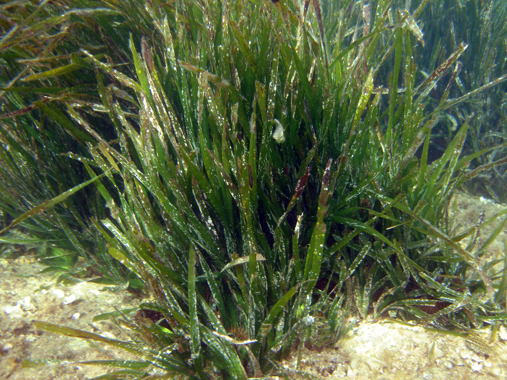 Posidonie Posidonia oceanica