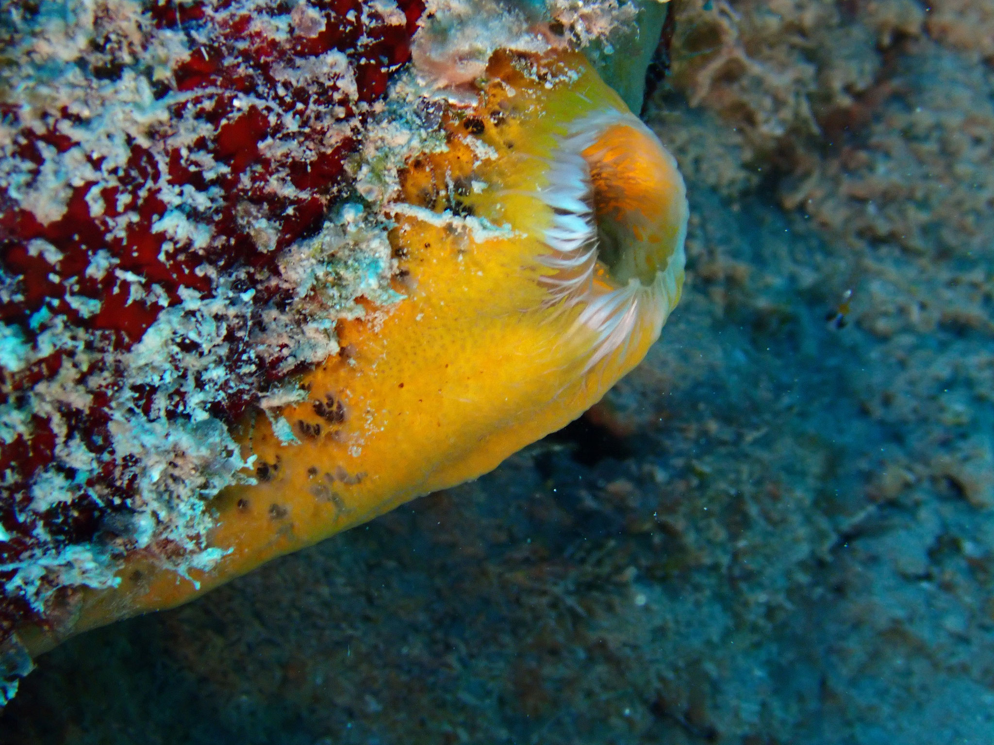 Eponge orange givrée Mycale laevis Guadeloupe