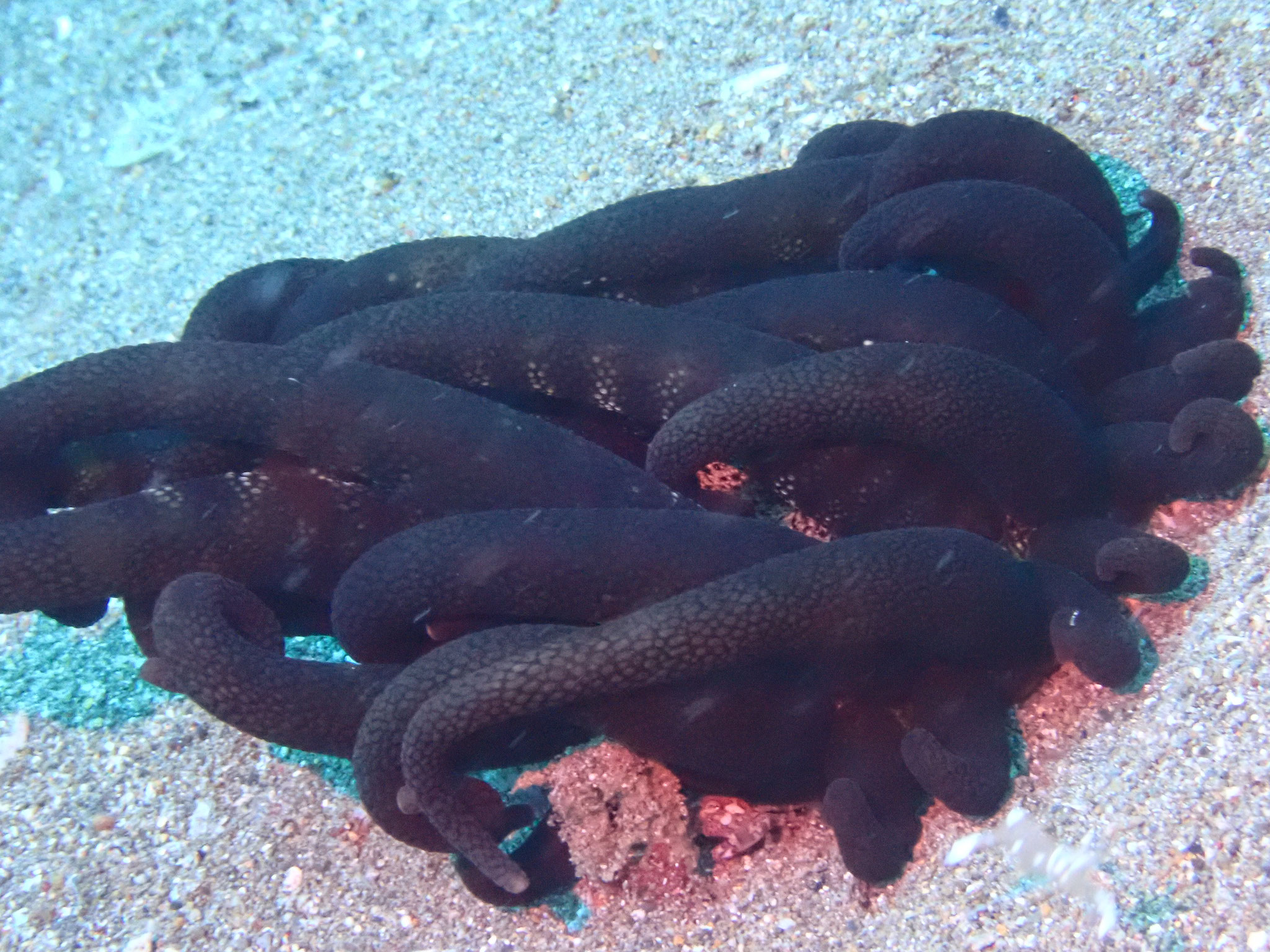 Anemone Actinostephanus haeckeli