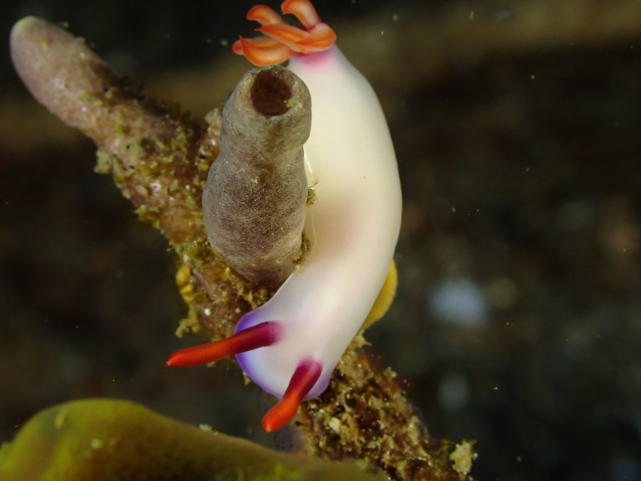 Hypselodoris iba