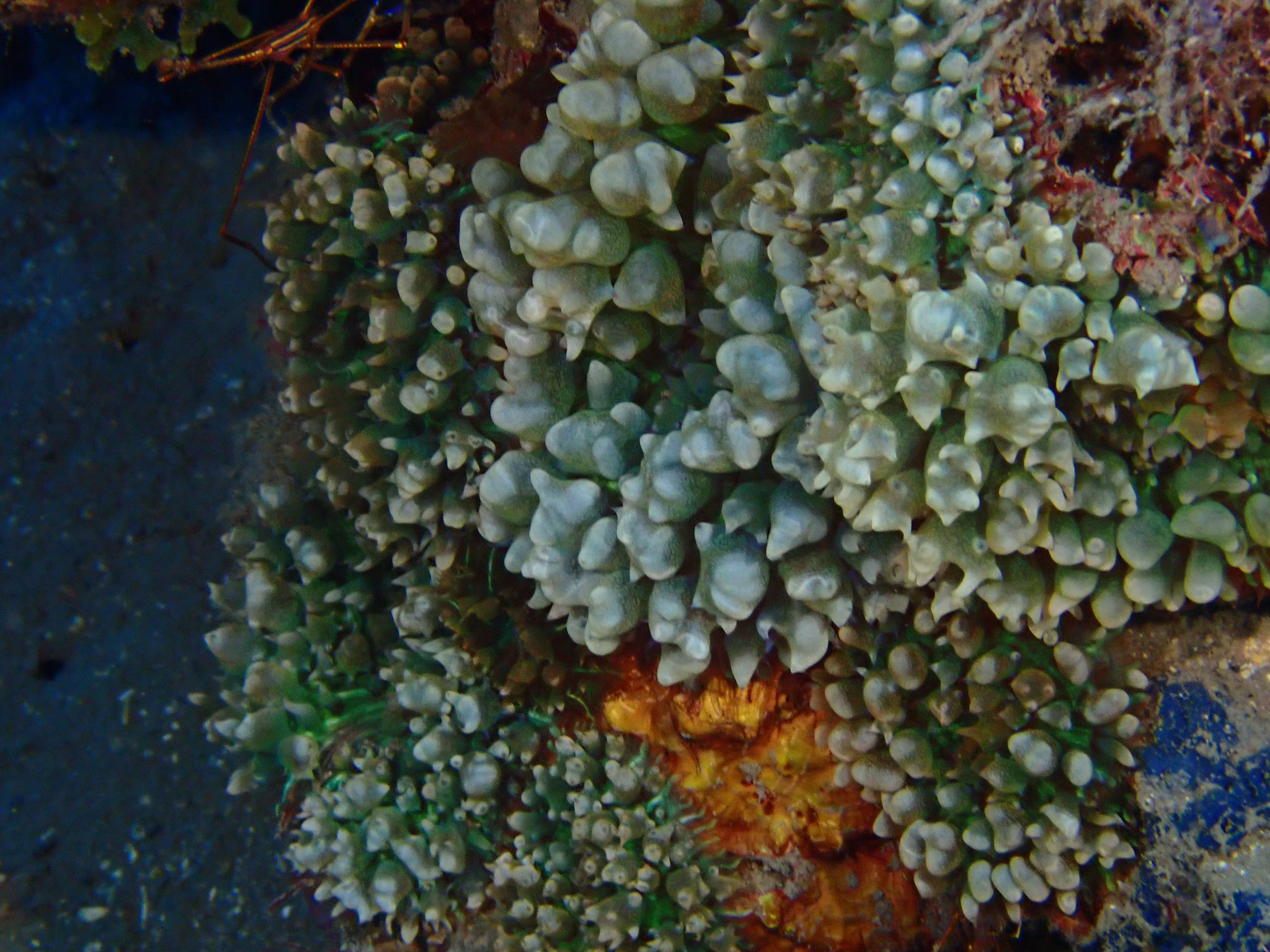 Corallimorphaire verruqueux Rhodactis osculifera