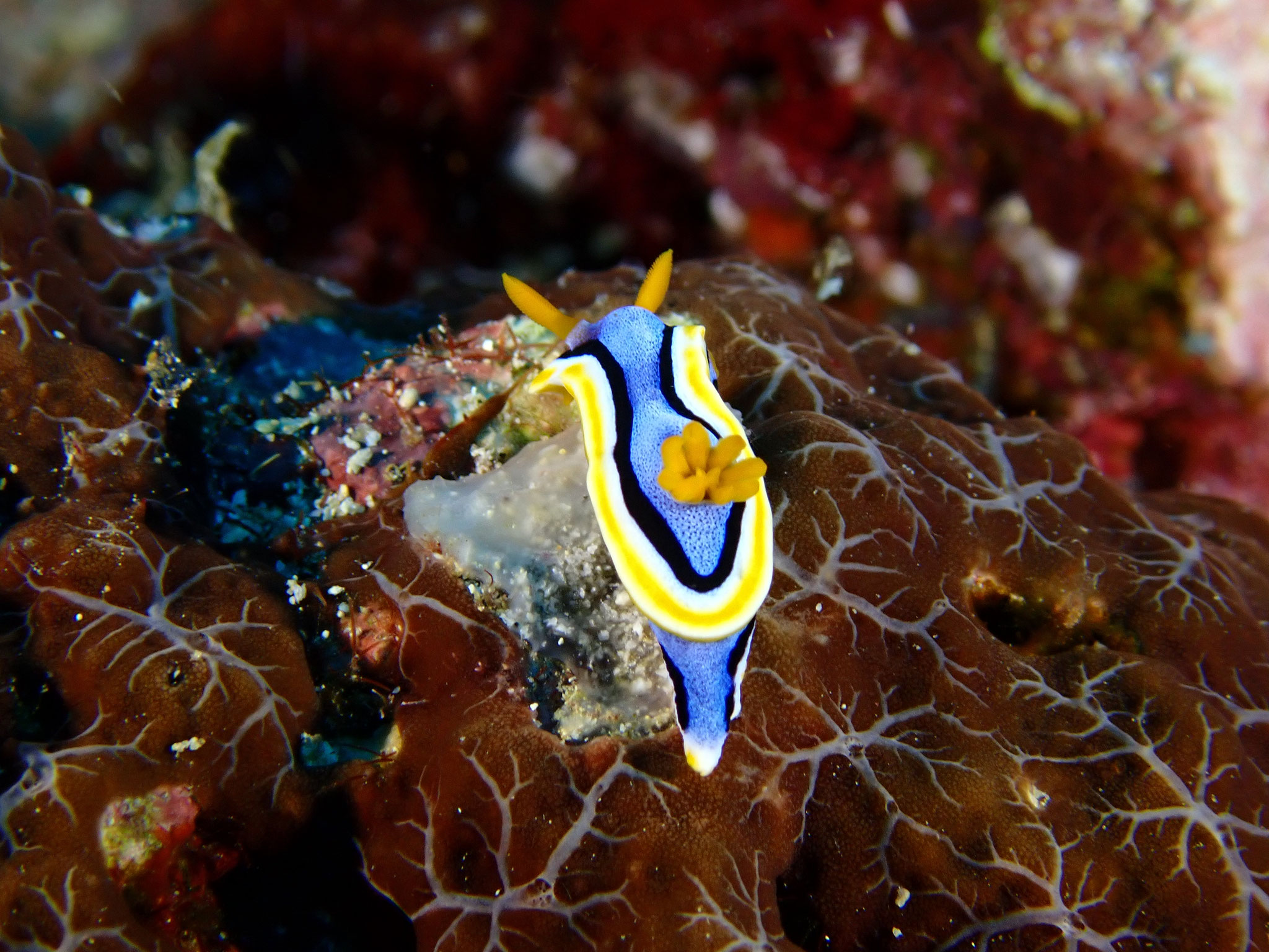 Chromodoris annae