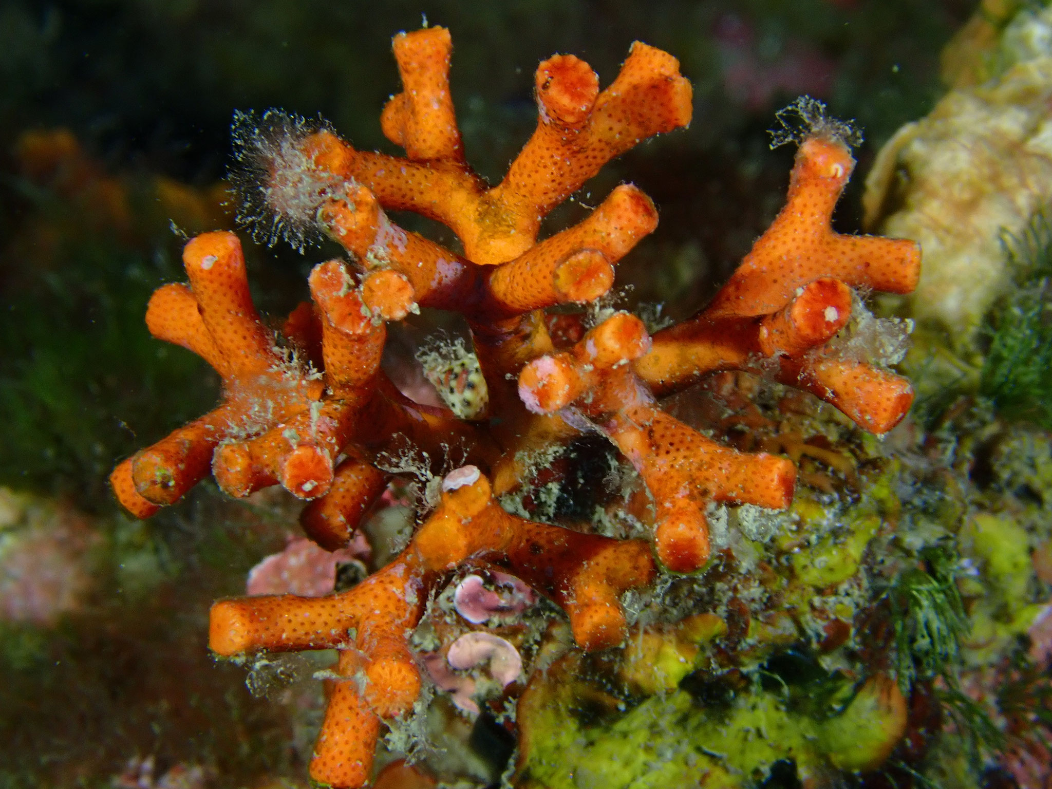 Faux corail Myriapora truncata