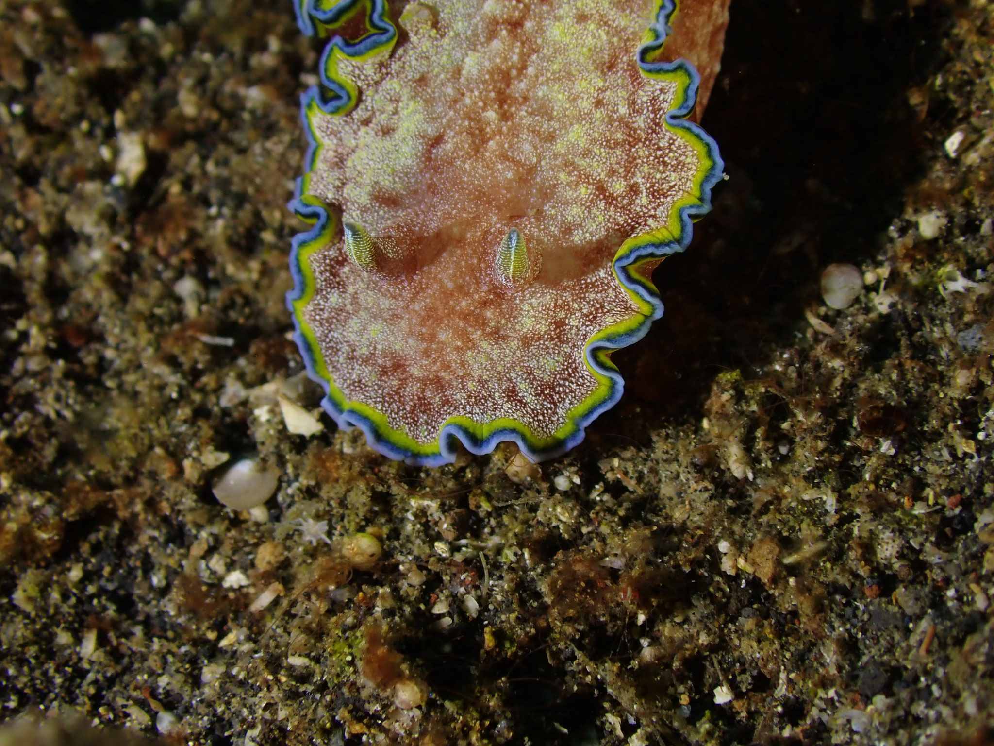 Goniobranchus sp. albopunctatus