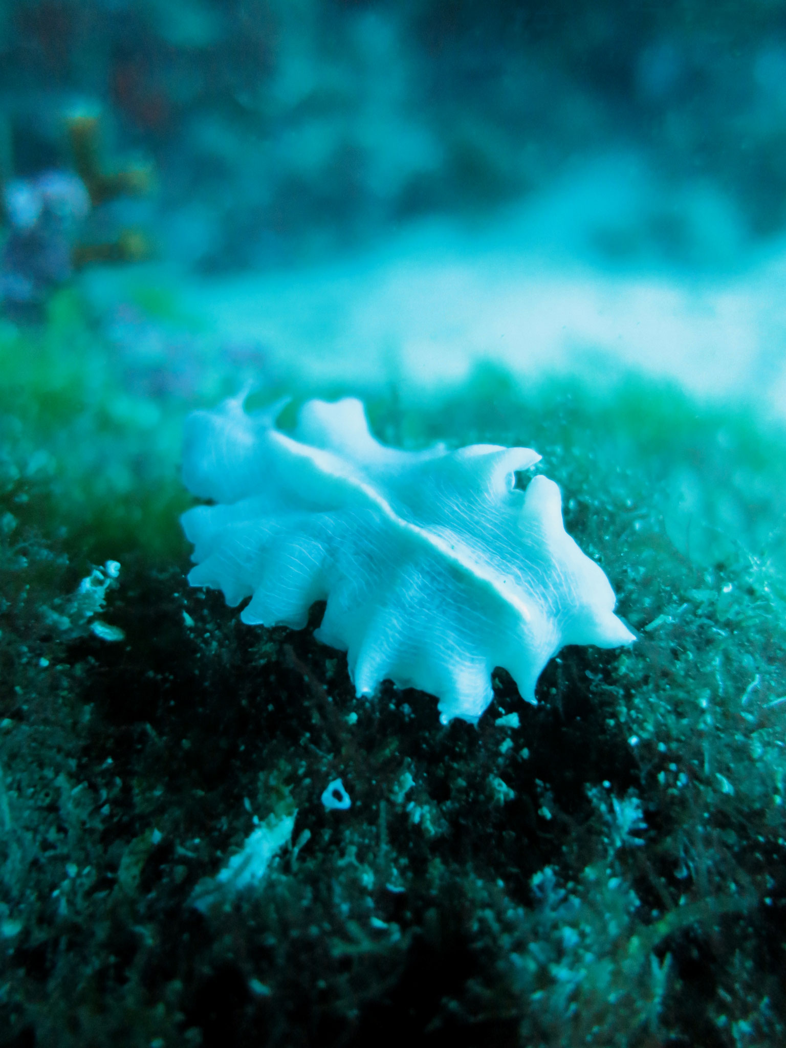 Planaire blanche Prosthecaerus sp