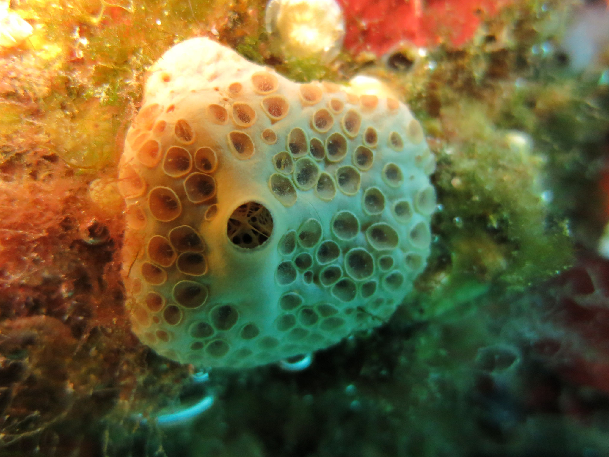 Eponge à cratères Hemimycale columella