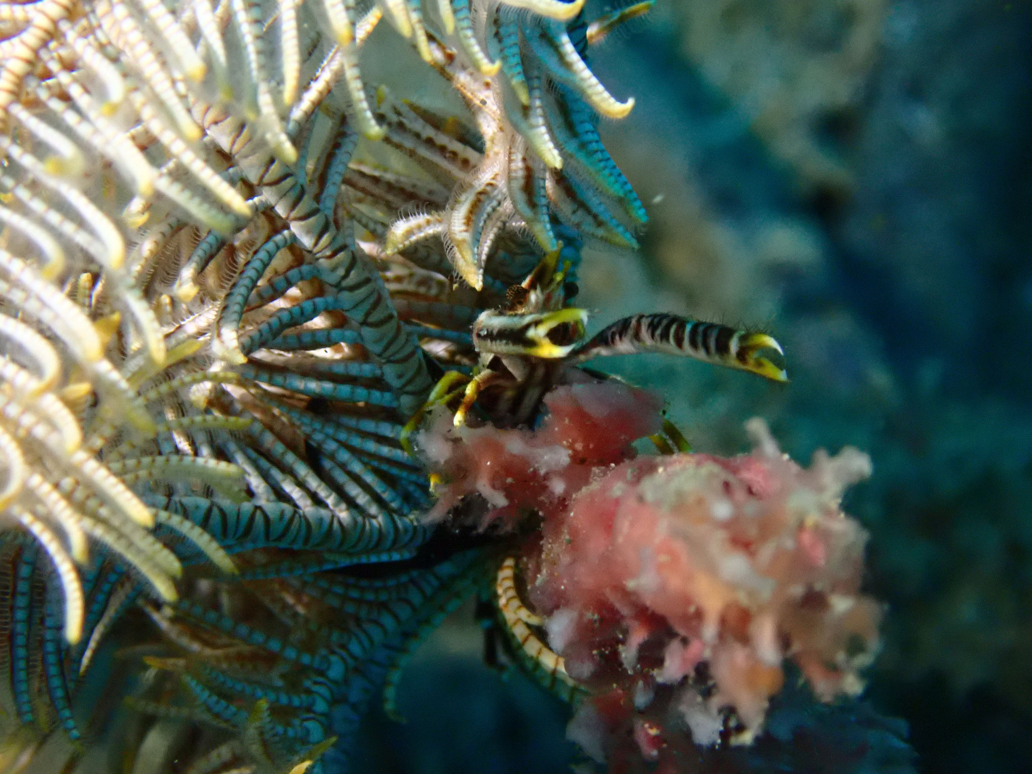 Crevette commensale de comatule Laomenes sp.