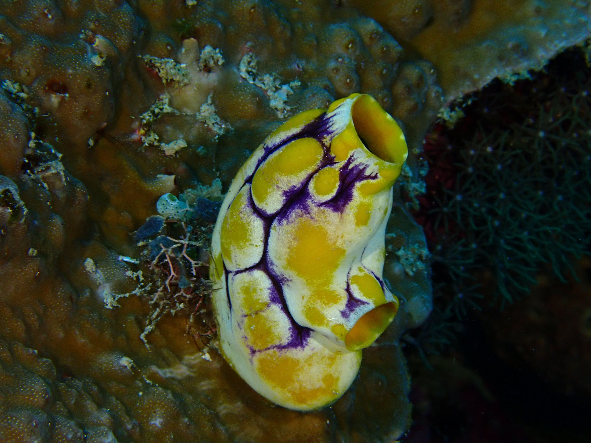 Tunicier Polycarpa aurata 
