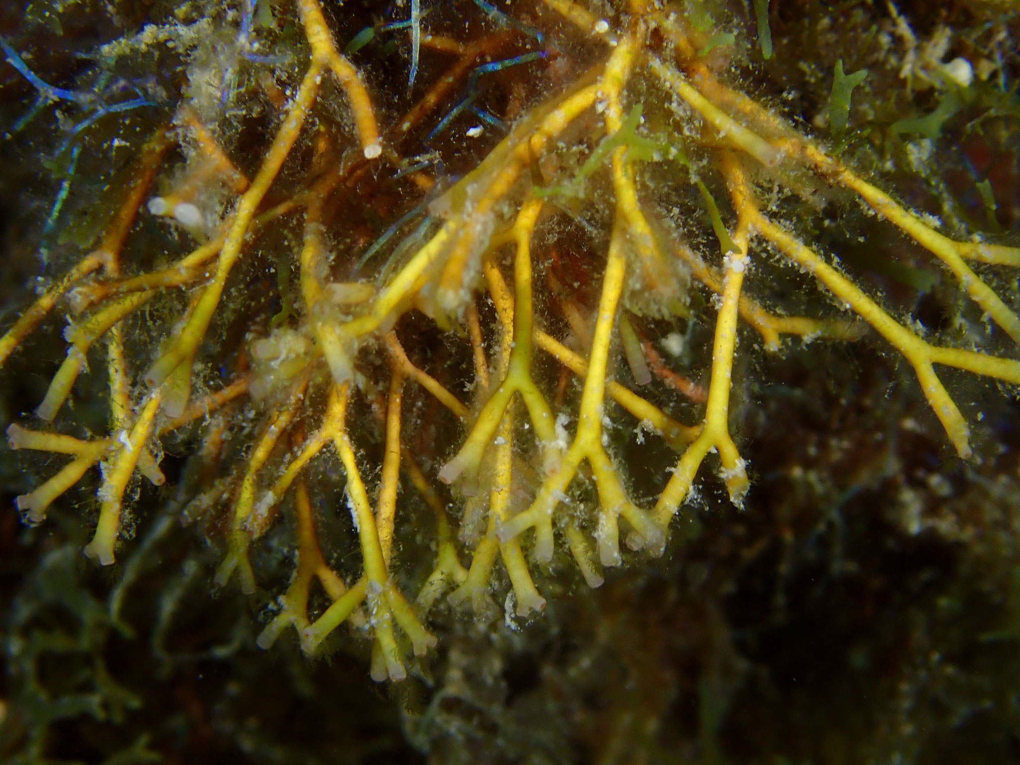 Tricléocarpe fragile Tricleocarpa fragilis