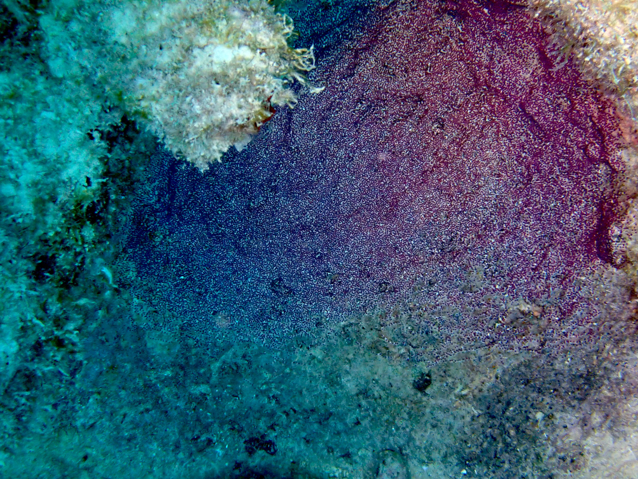 Ponte de Sergent major des antilles Abudefduf saxatilis 