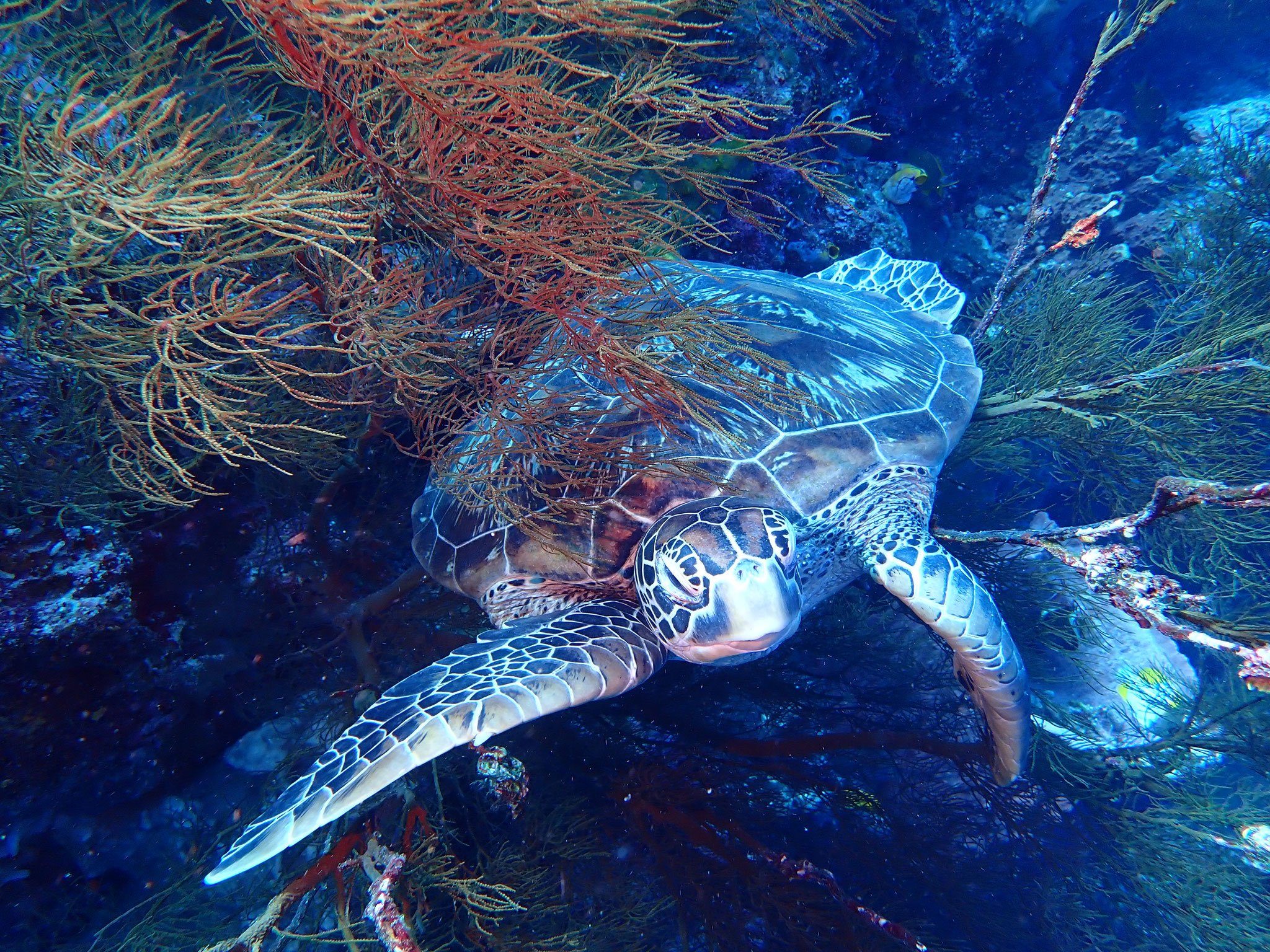 Tortue verte Chelonia mydas