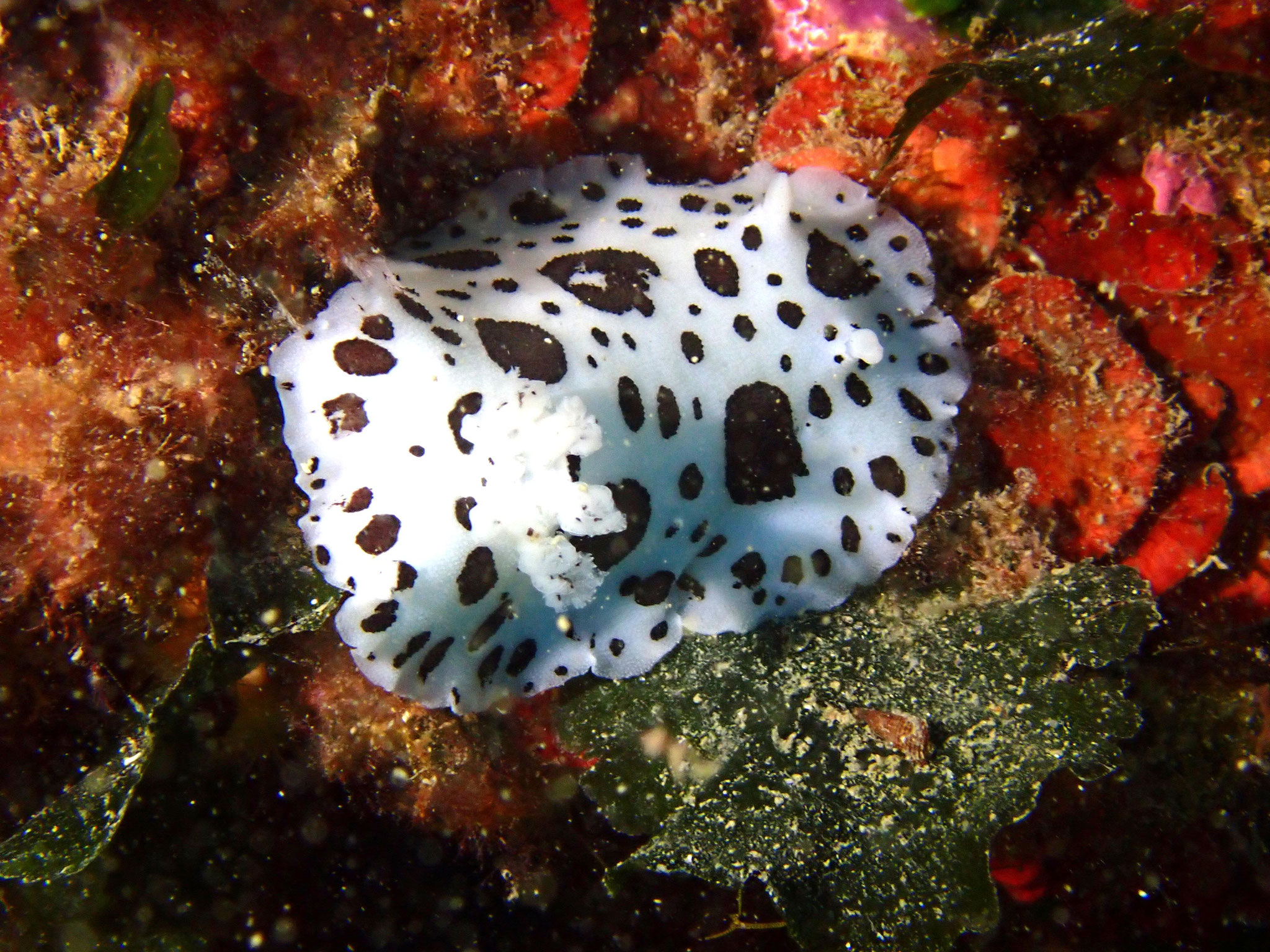 Doris dalmatienne Peltodoris atromaculata