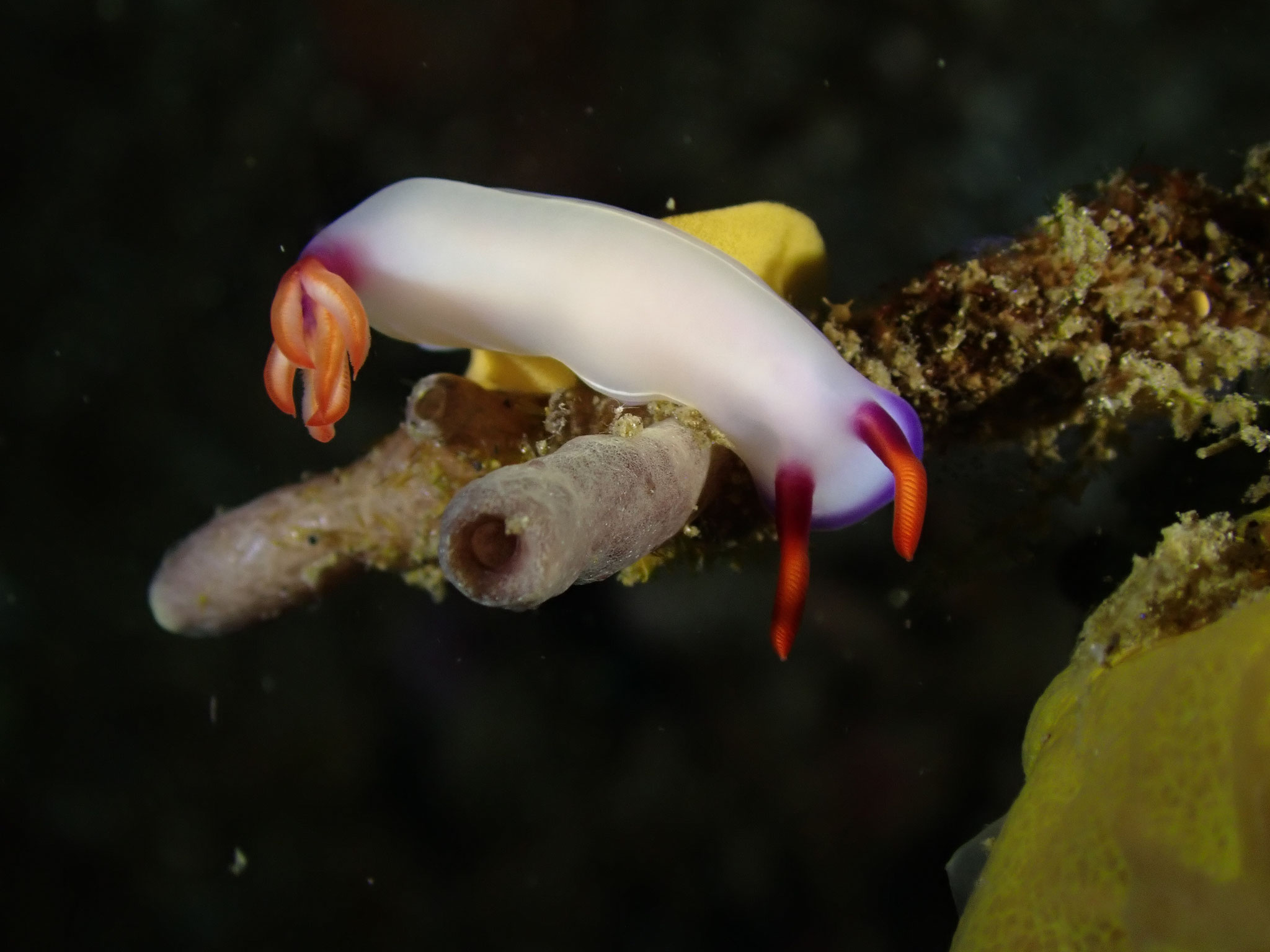 Hypselodoris iba