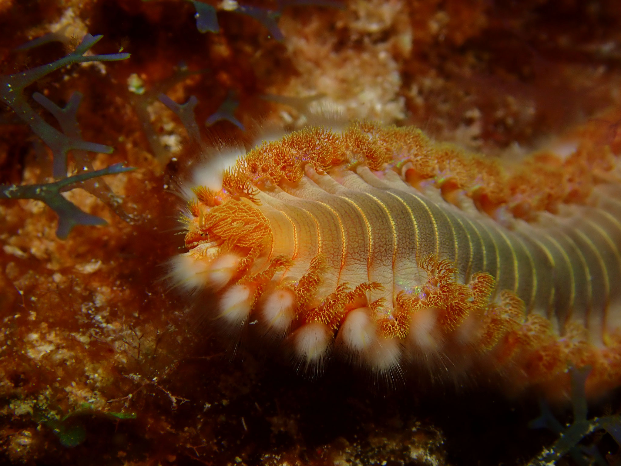 Ver de feu Hermodice carunculata