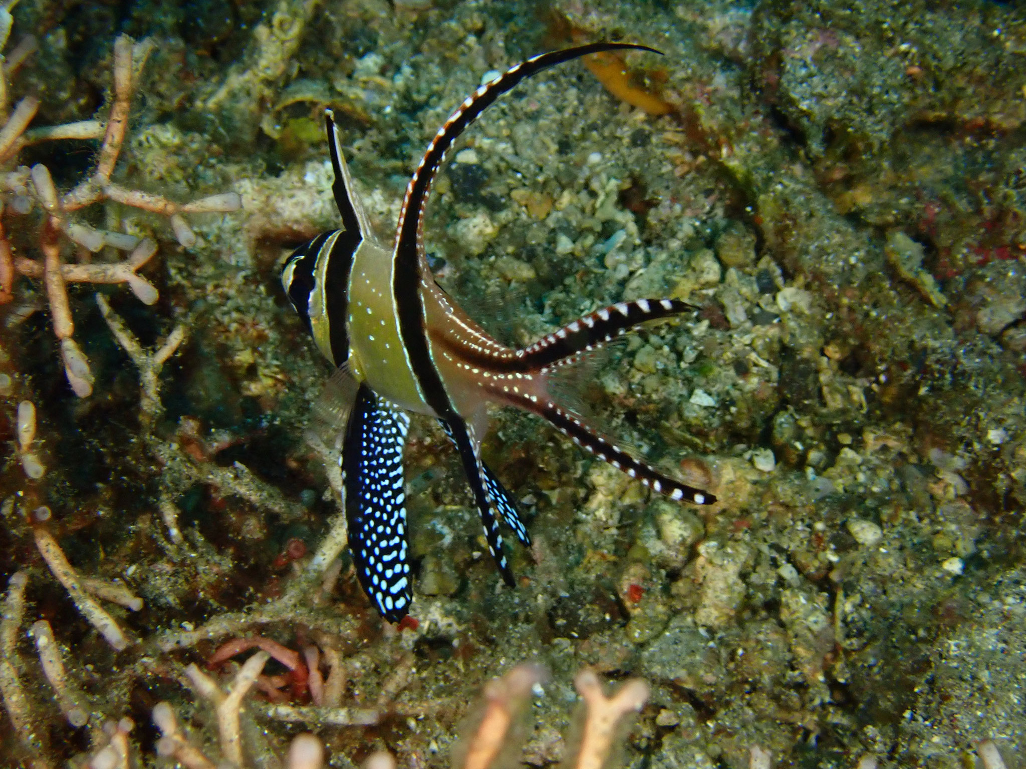 Apogon de Banggai Pterapogon kauderni 