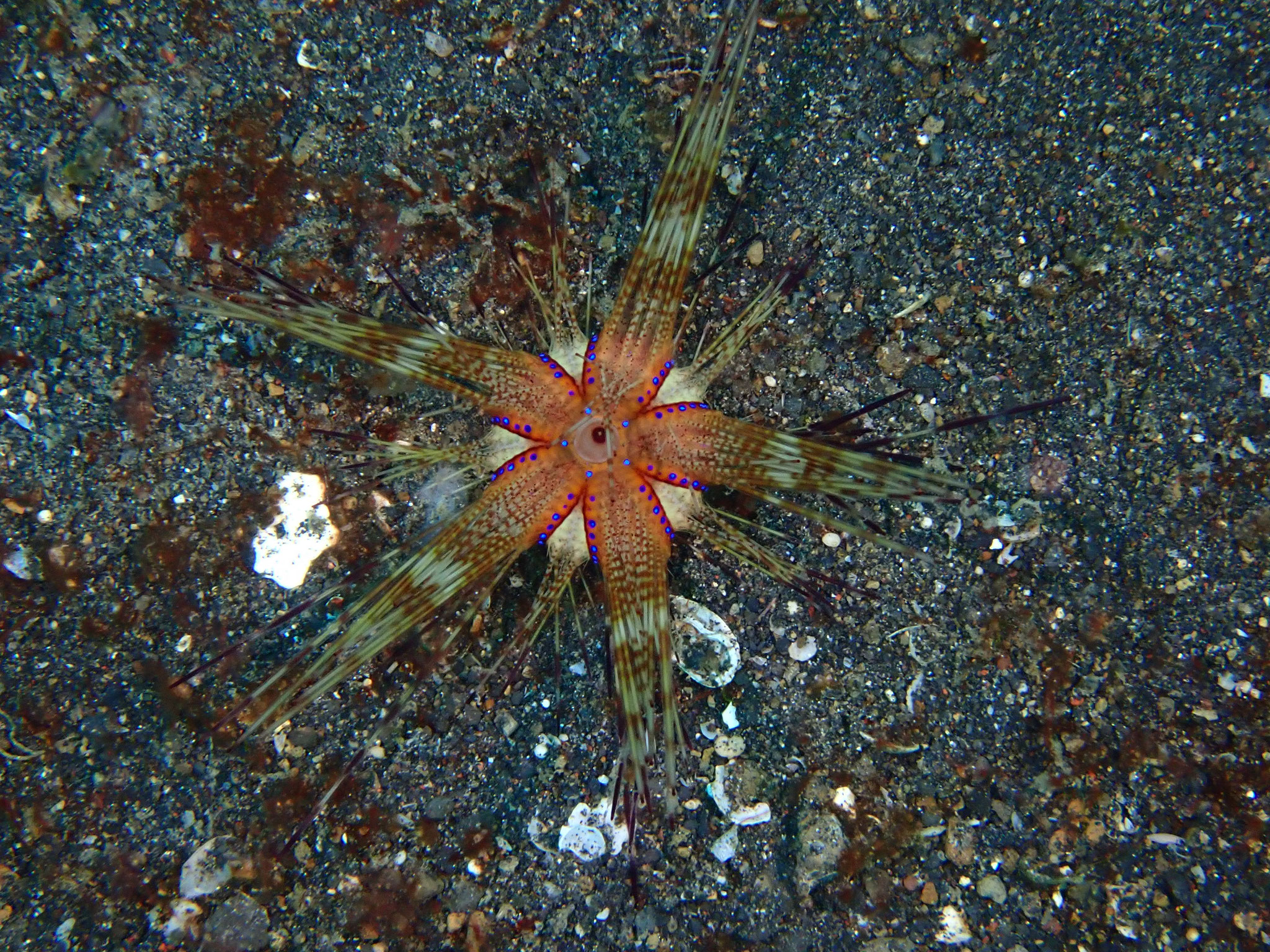 Oursin rouge Astropyga radiata
